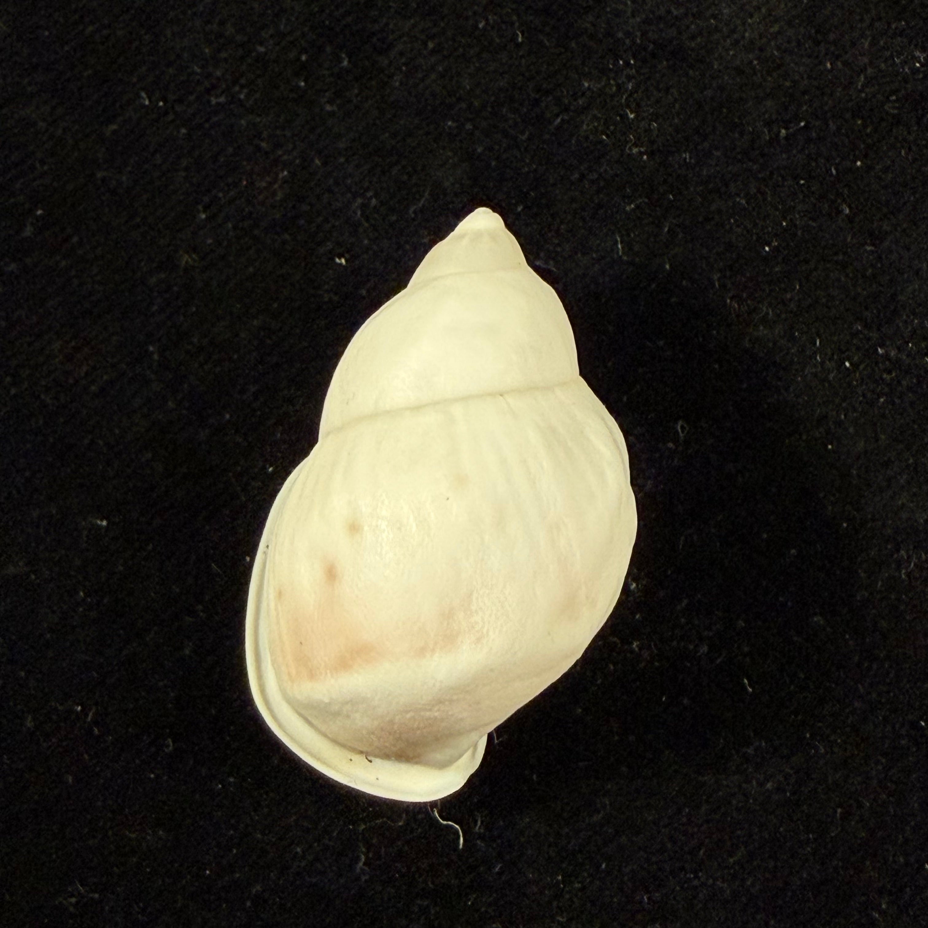 Auris nigrilabris Pilsbry, 1896 - 35,8mm