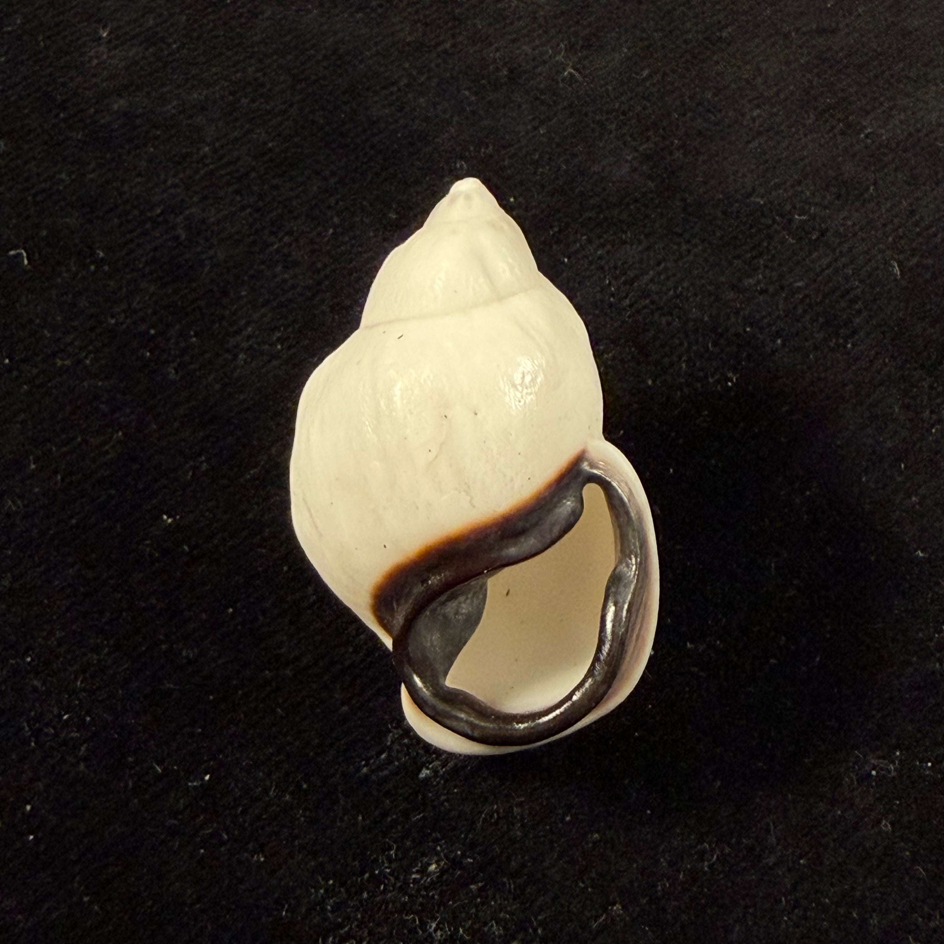 Auris nigrilabris Pilsbry, 1896 - 35,8mm