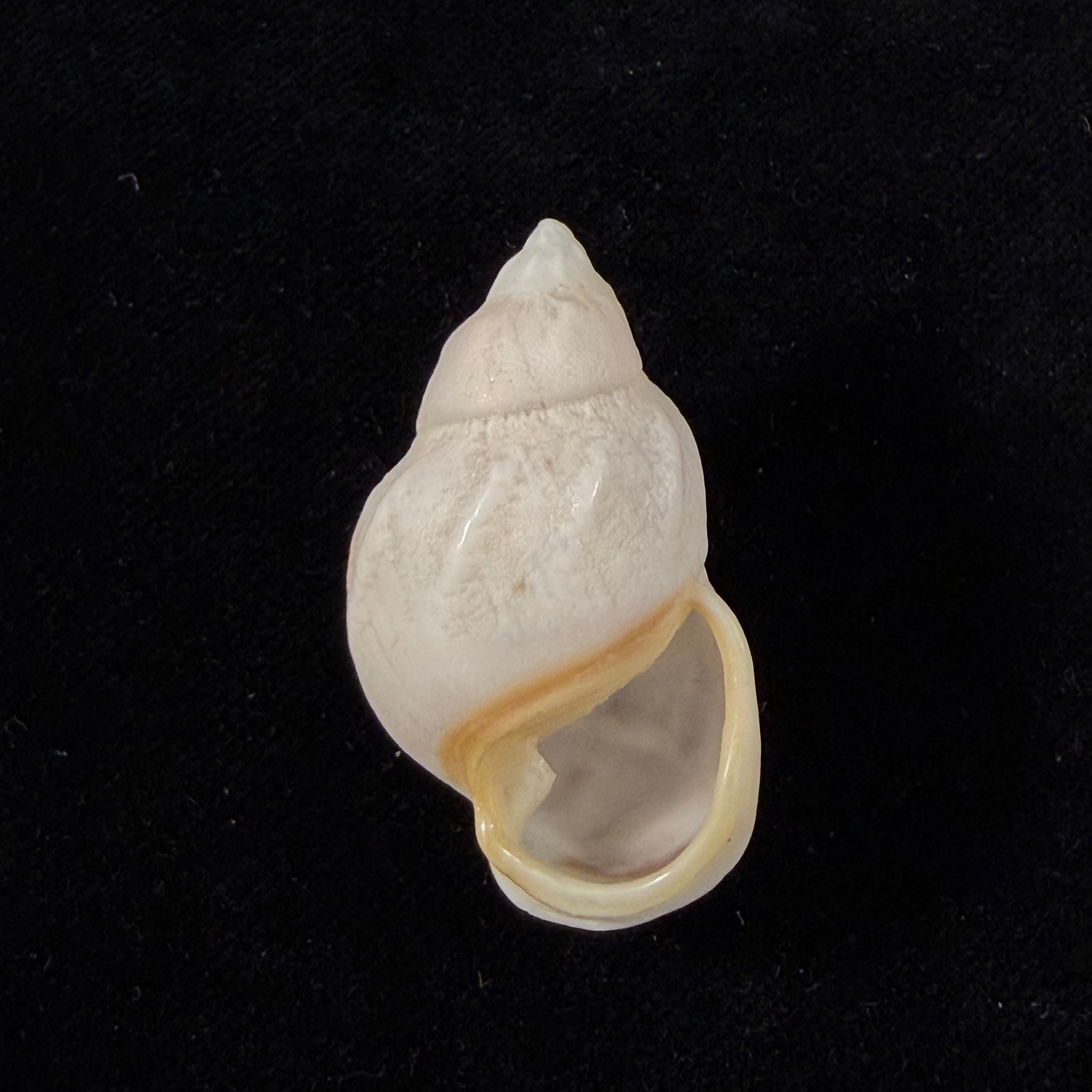 Auris egregia (Jay, 1836) - 40,8mm