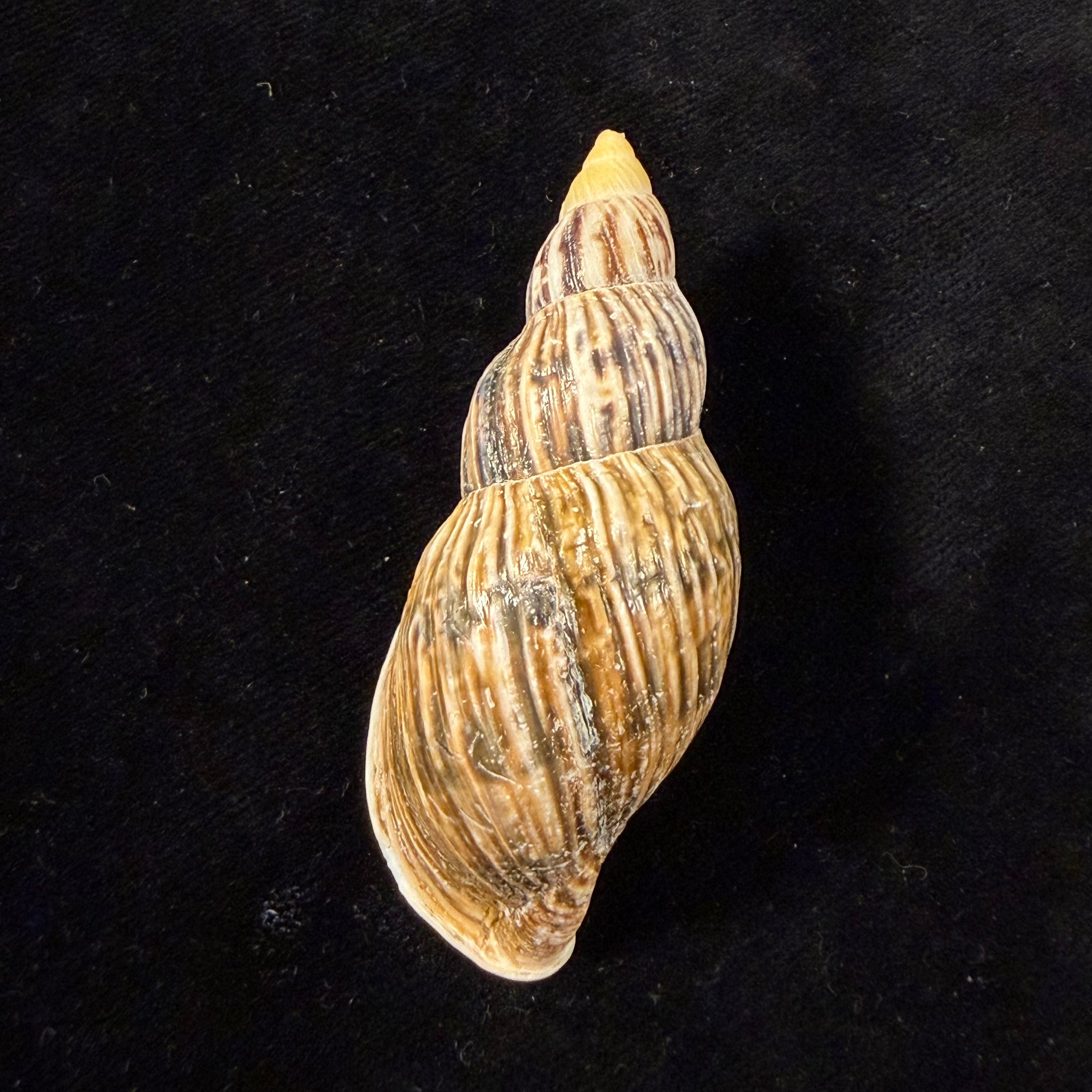 Newboldius crichtoni (Broderip, 1836) - 64,4mm