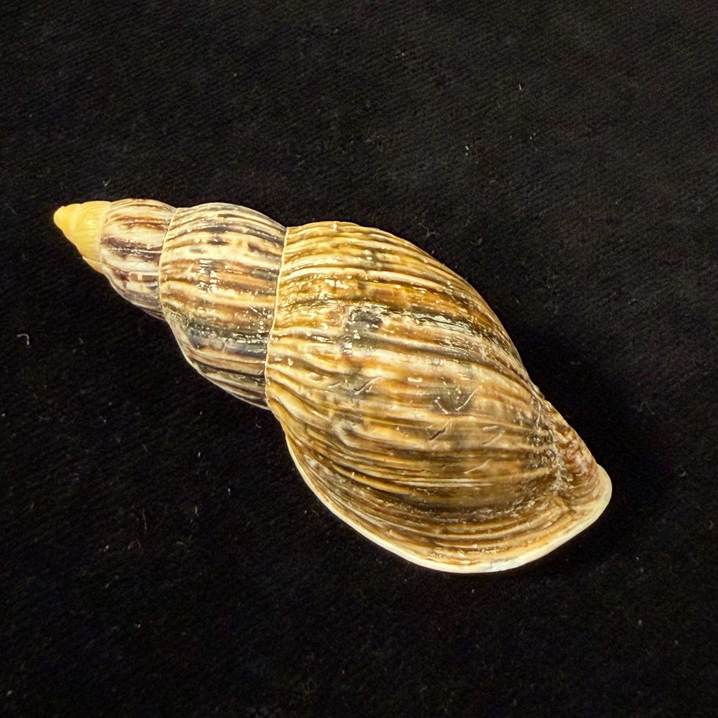 Newboldius crichtoni (Broderip, 1836) - 64,4mm