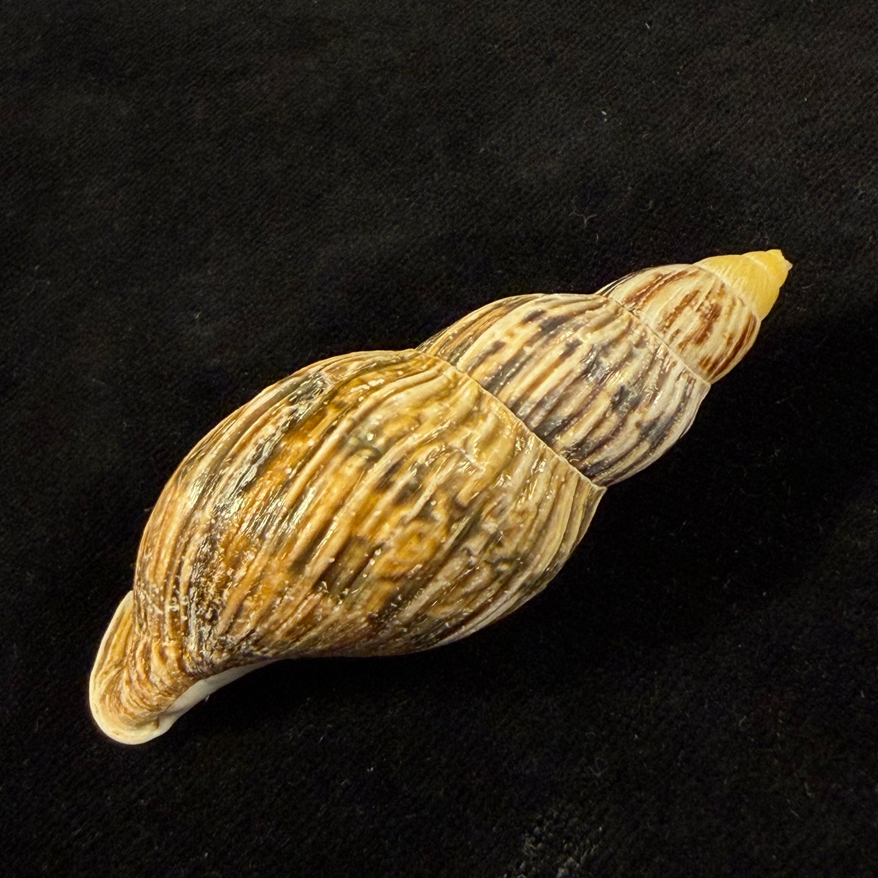 Newboldius crichtoni (Broderip, 1836) - 64,4mm