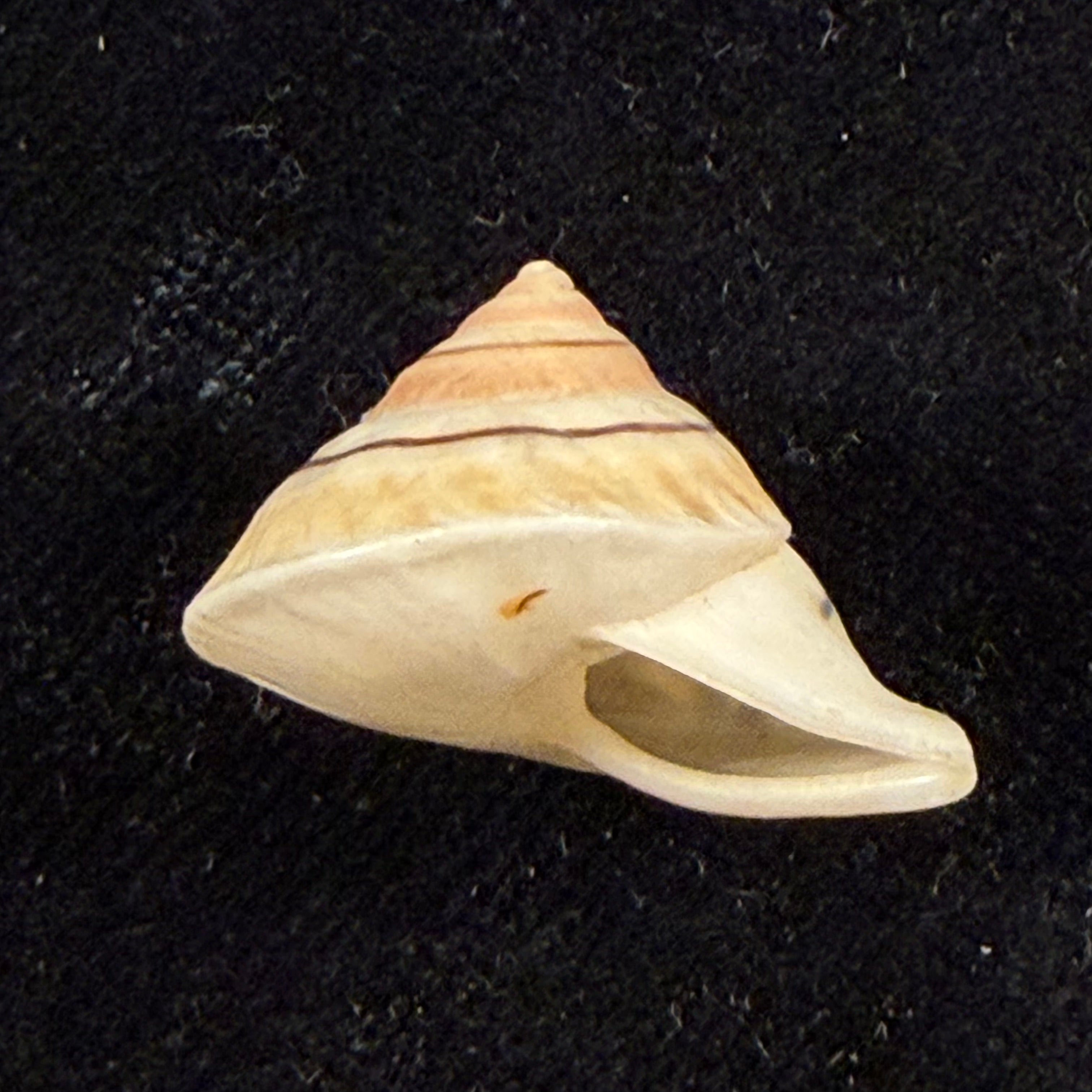 Oxychona lonchostoma (Menke, 1828) - 21,7mm