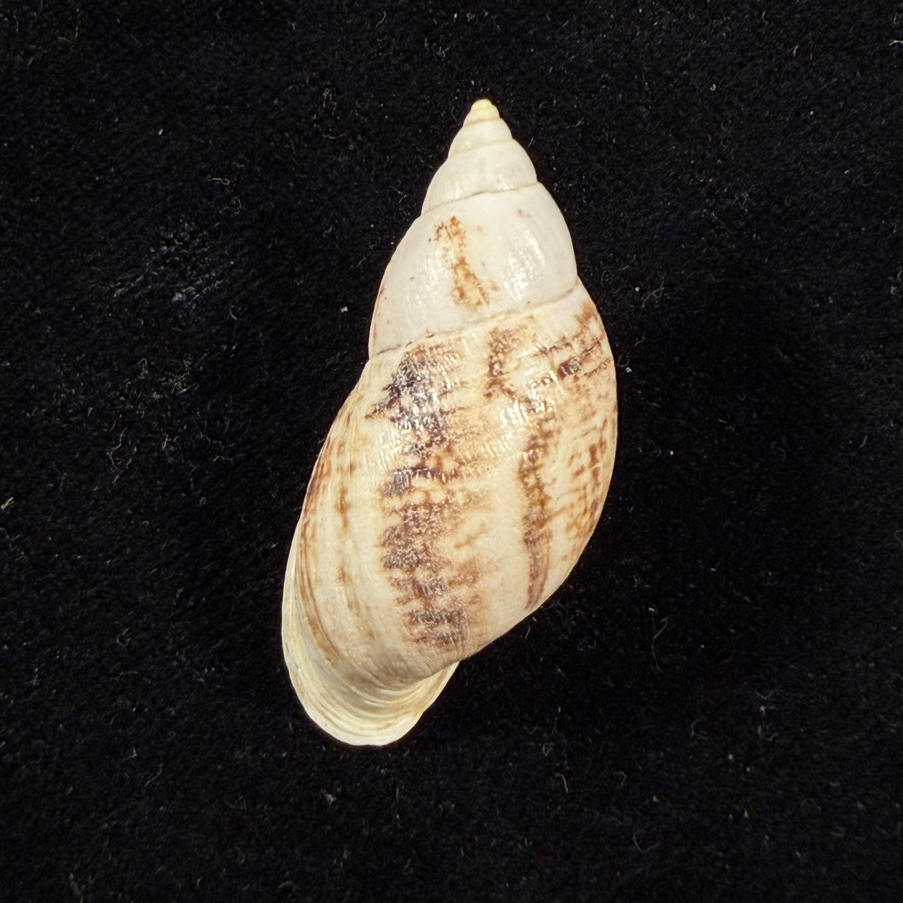 Drymaeus zoographicus (Orbigny, 1835) - 37,5mm