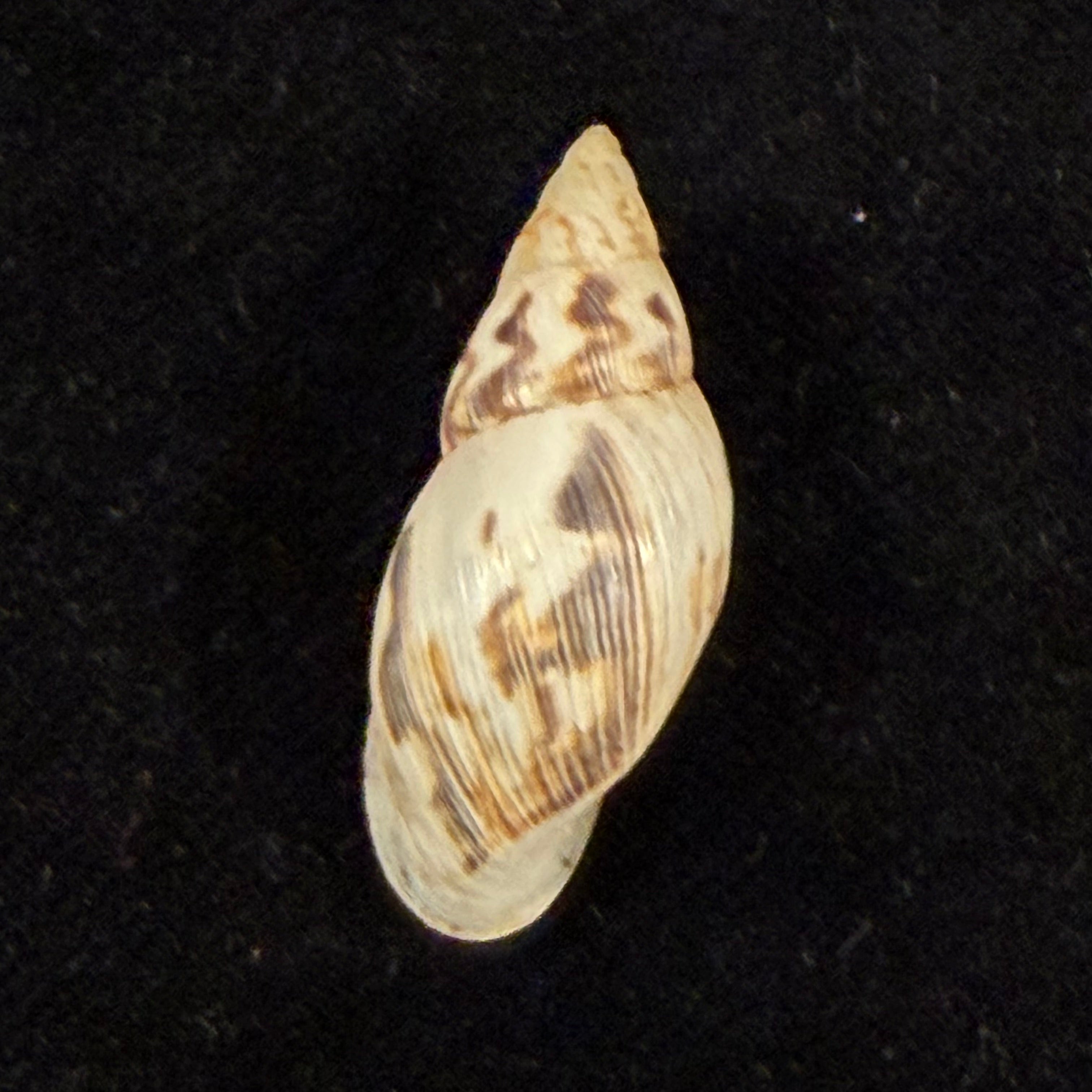Drymaeus papyraceus (Mawe, 1823) - 29,2mm