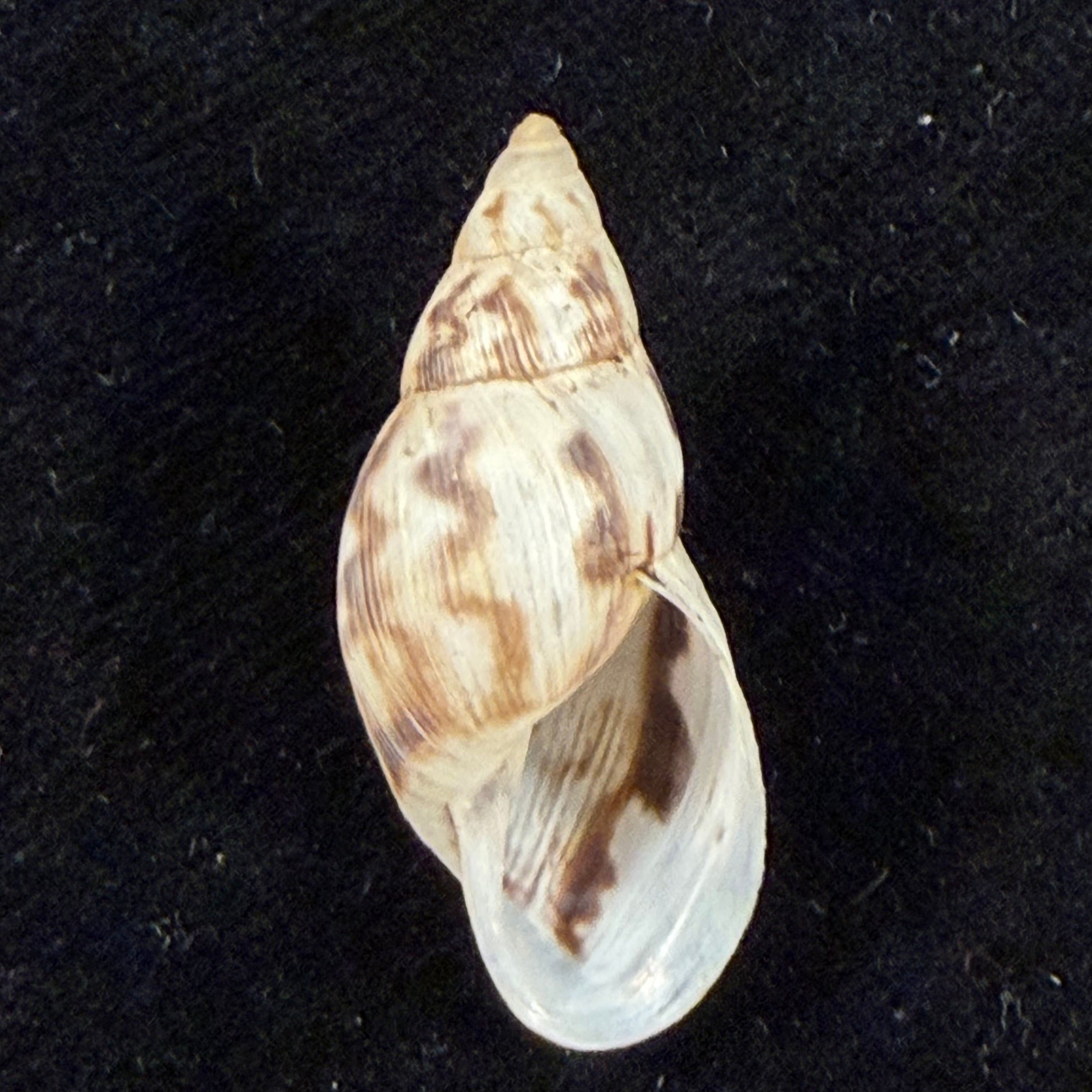 Drymaeus papyraceus (Mawe, 1823) - 29,2mm