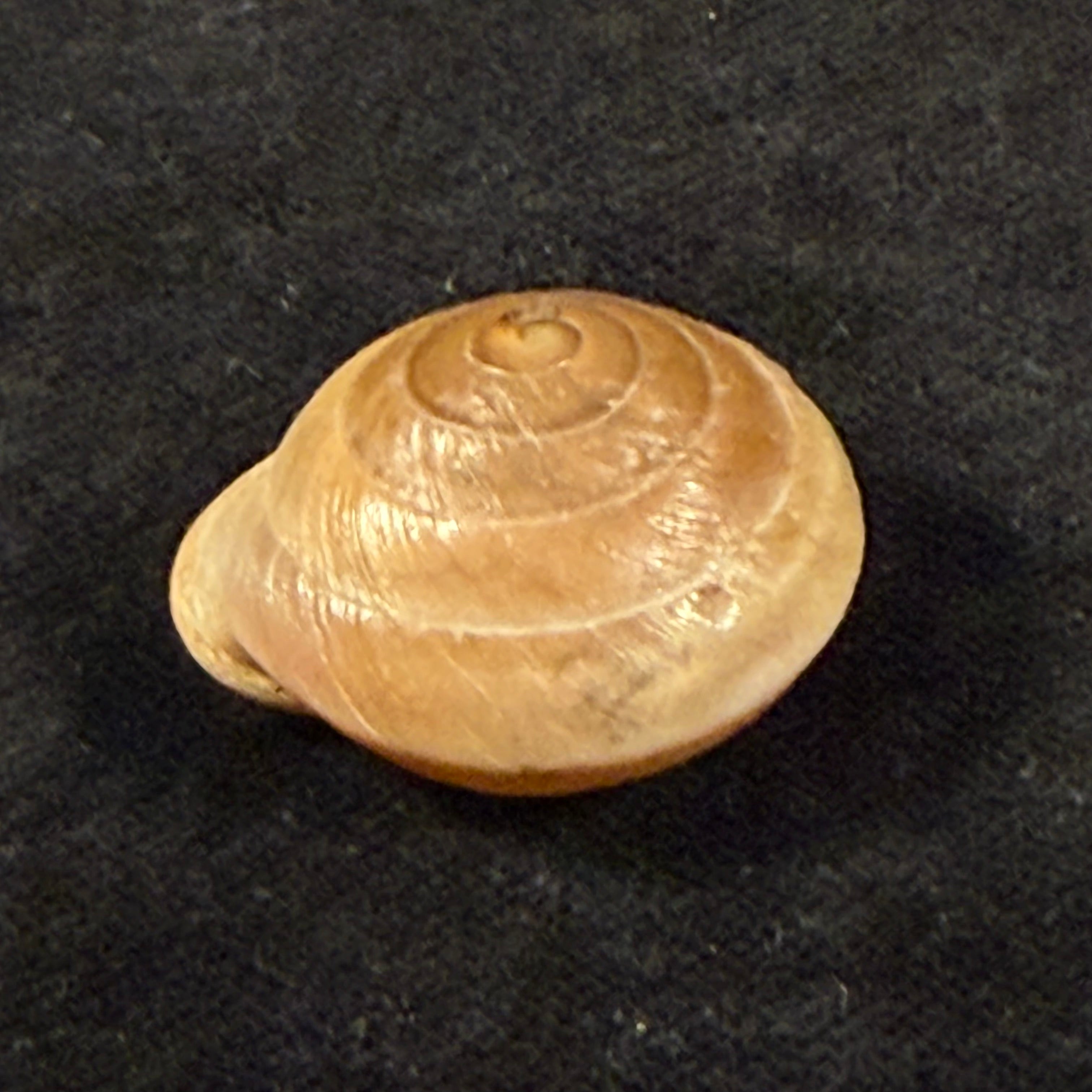 Lucerna lucerna (O. F. Müller, 1774) - 28,4mm