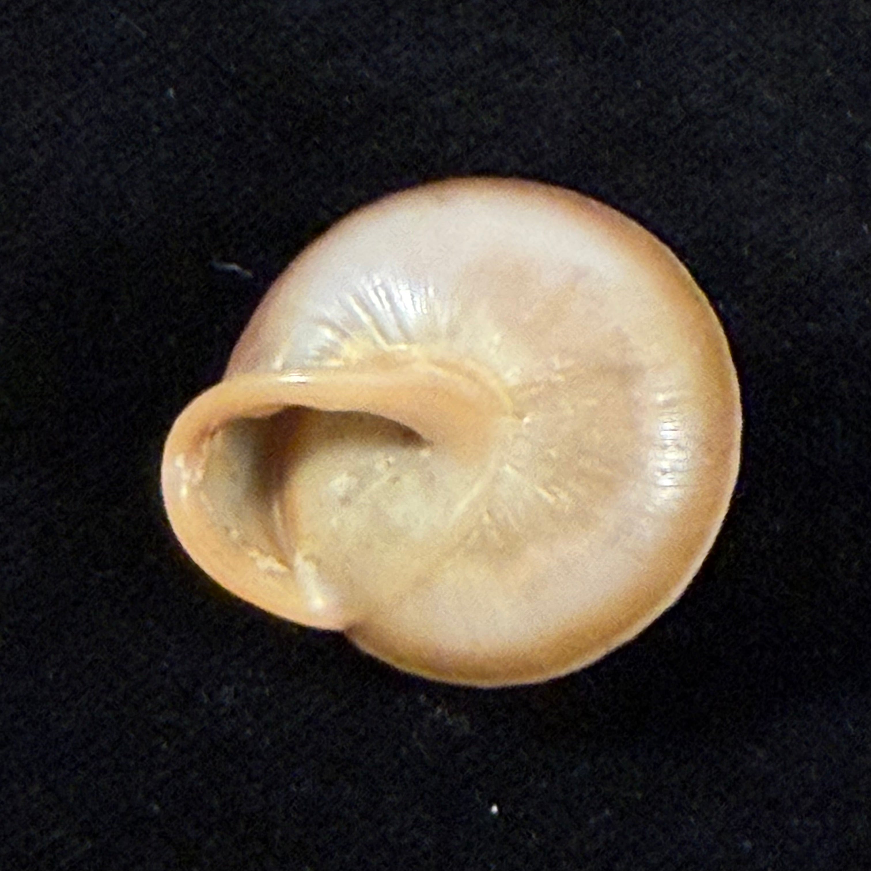 Lucerna lucerna (O. F. Müller, 1774) - 28,4mm