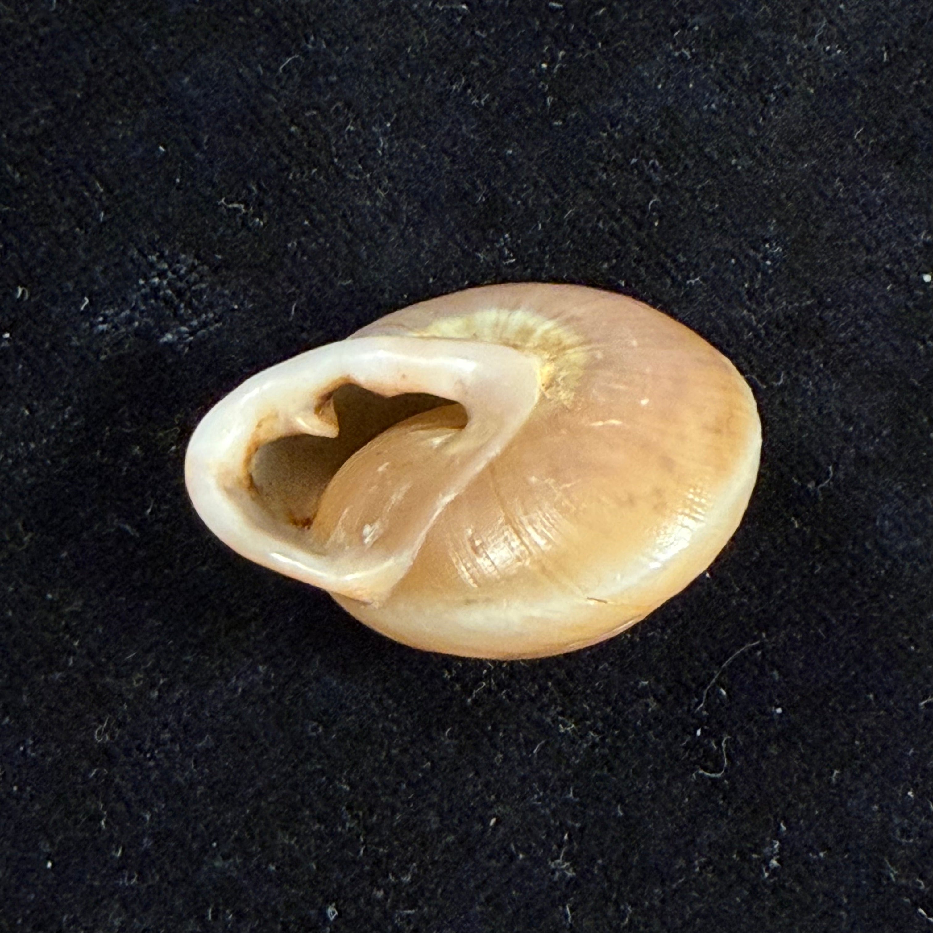 Lucerna lucerna (O. F. Müller, 1774) - 30,2mm