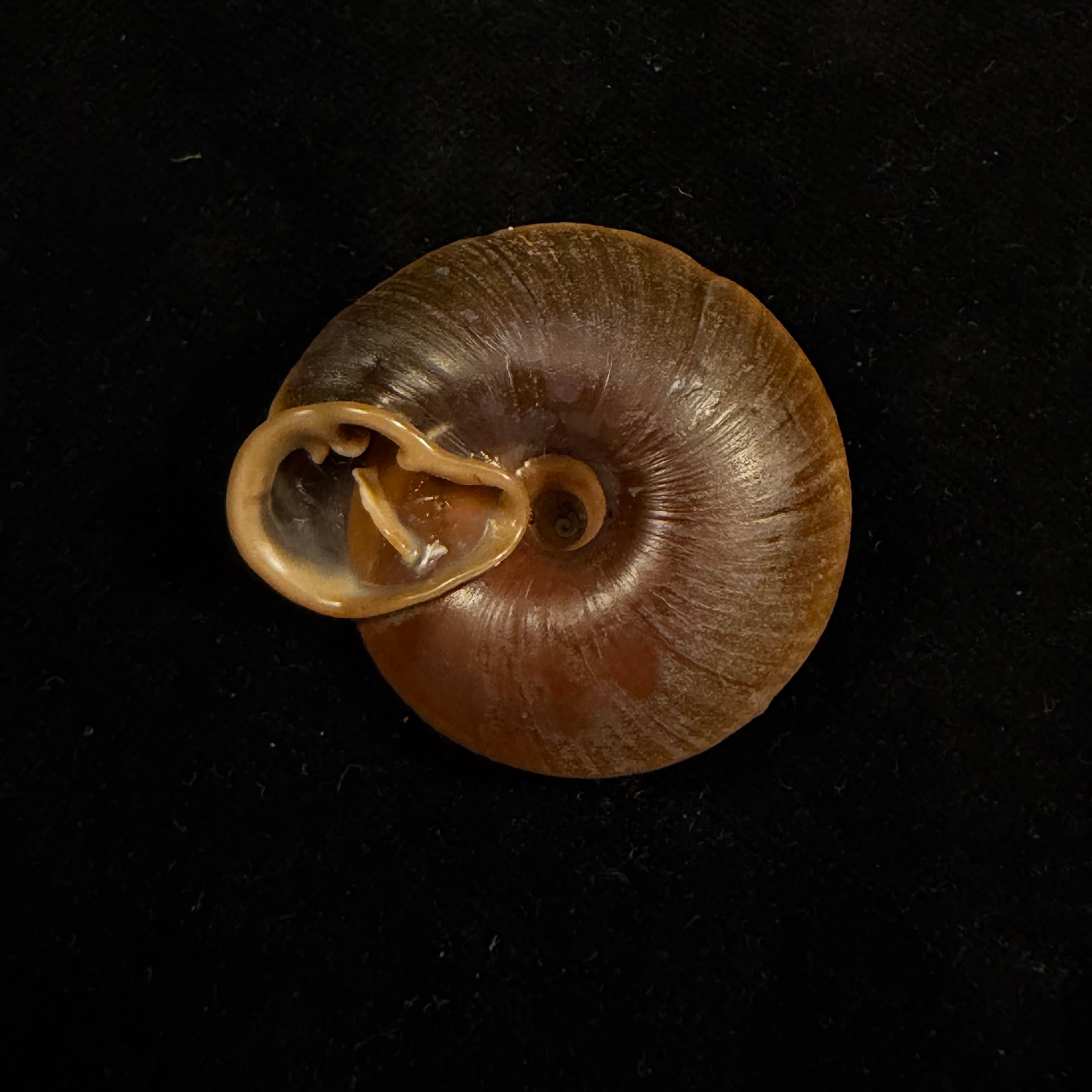 Labyrinthus raimondii (Philippi, 1867) - 39,3mm