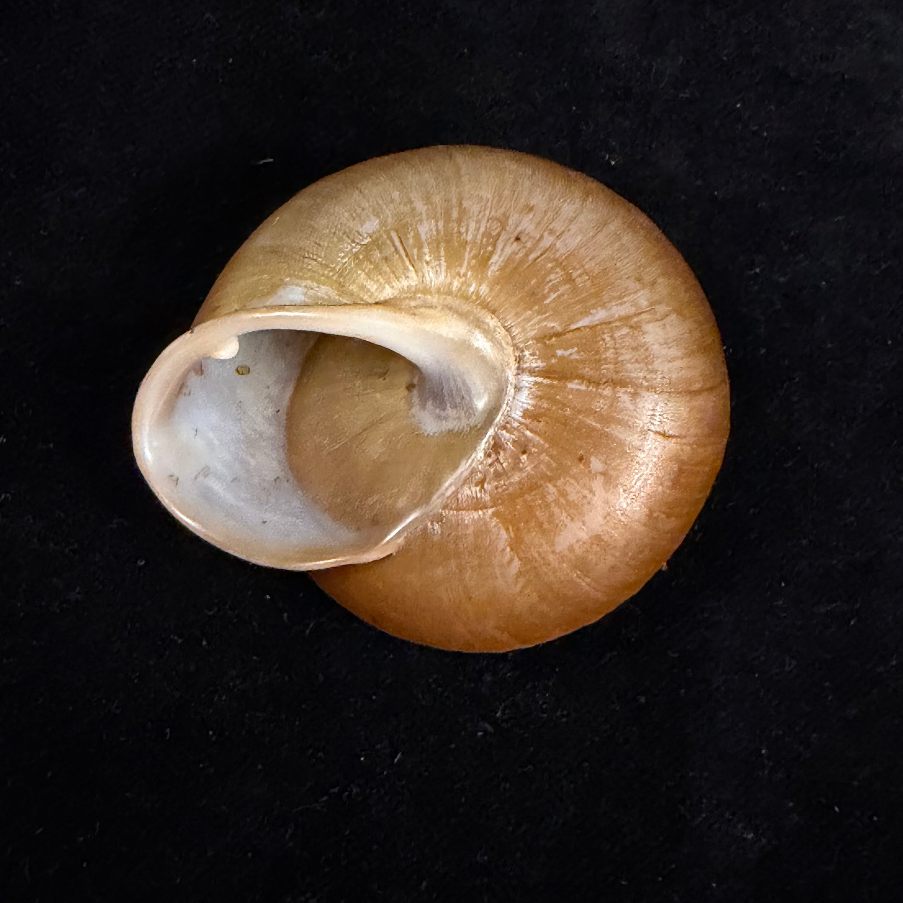 Lucerna goniasmos (Pilsbry, 1889) - 52,9mm