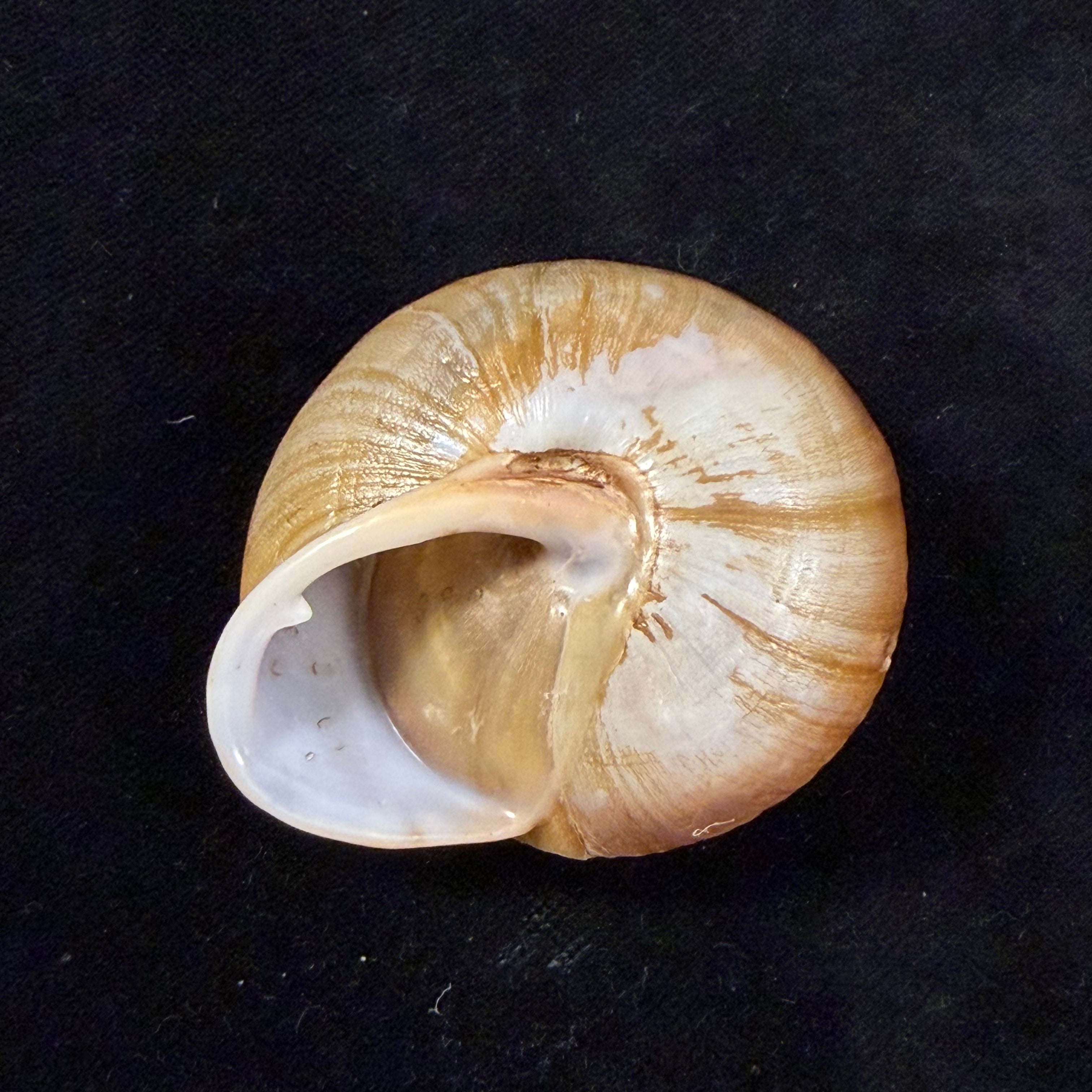 Lucerna goniasmos (Pilsbry, 1889) - 54,5mm