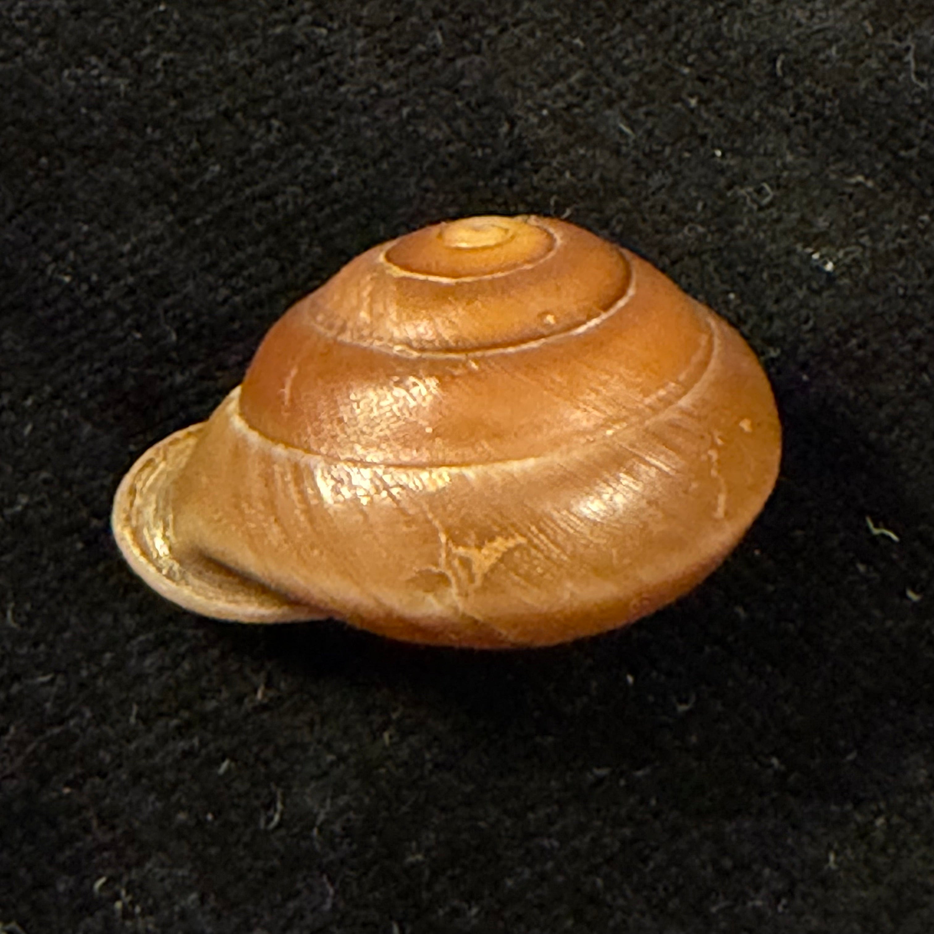 Dentellaria sloaneana (L. Pfeiffer, 1868) - 25,7mm