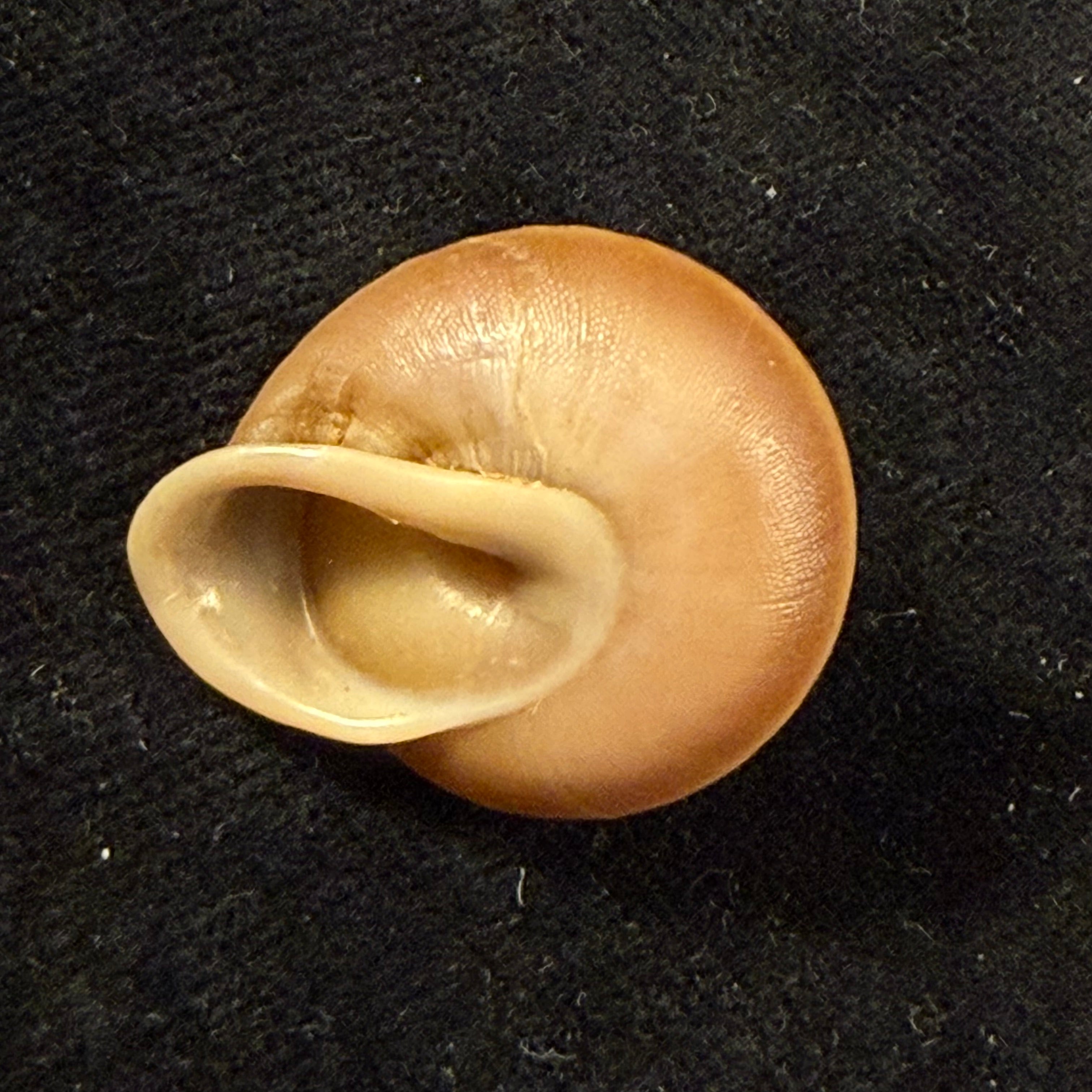 Dentellaria sloaneana (L. Pfeiffer, 1868) - 25,7mm