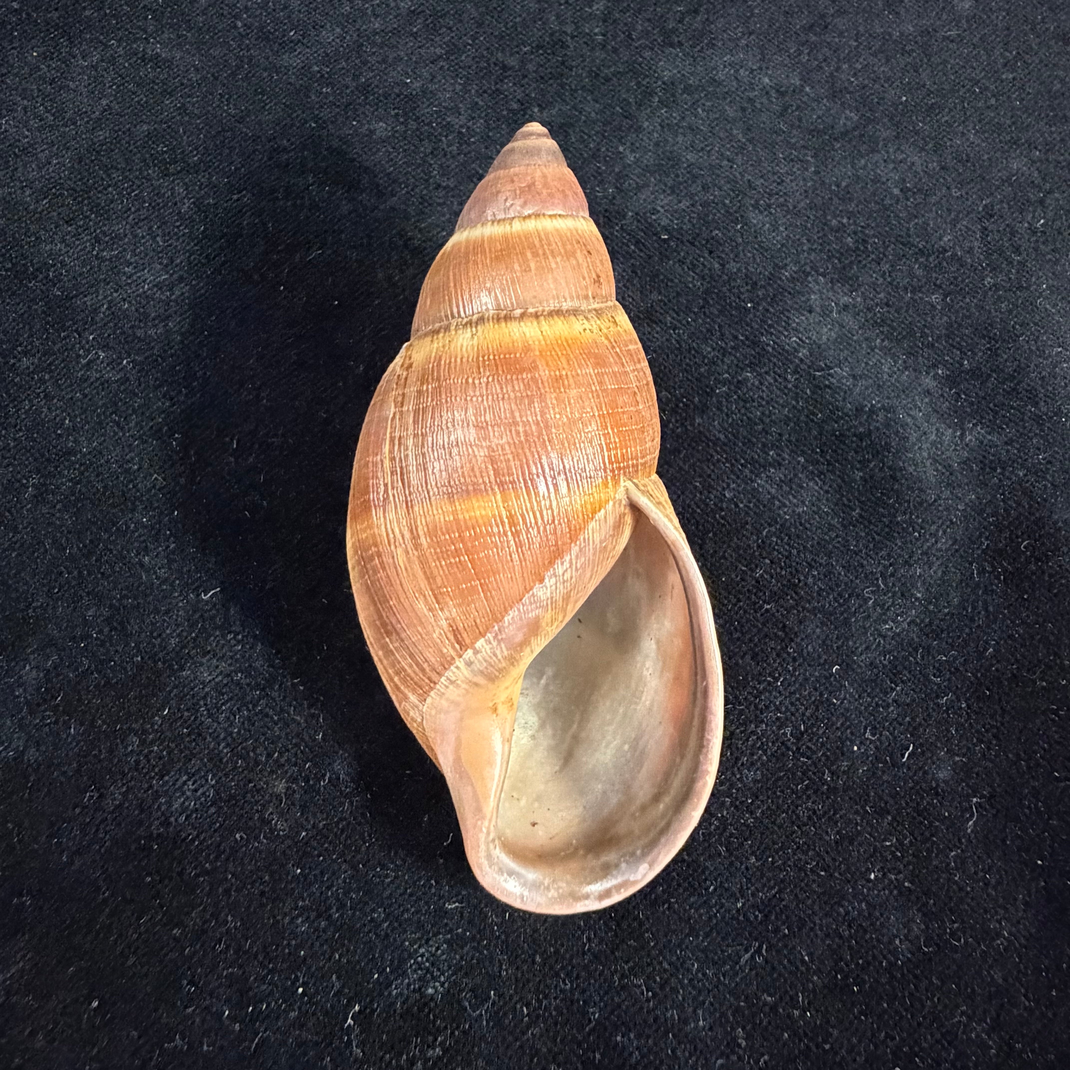 Thaumastus sangoae (Tschudi in Troschel, 1852) - 82,9mm