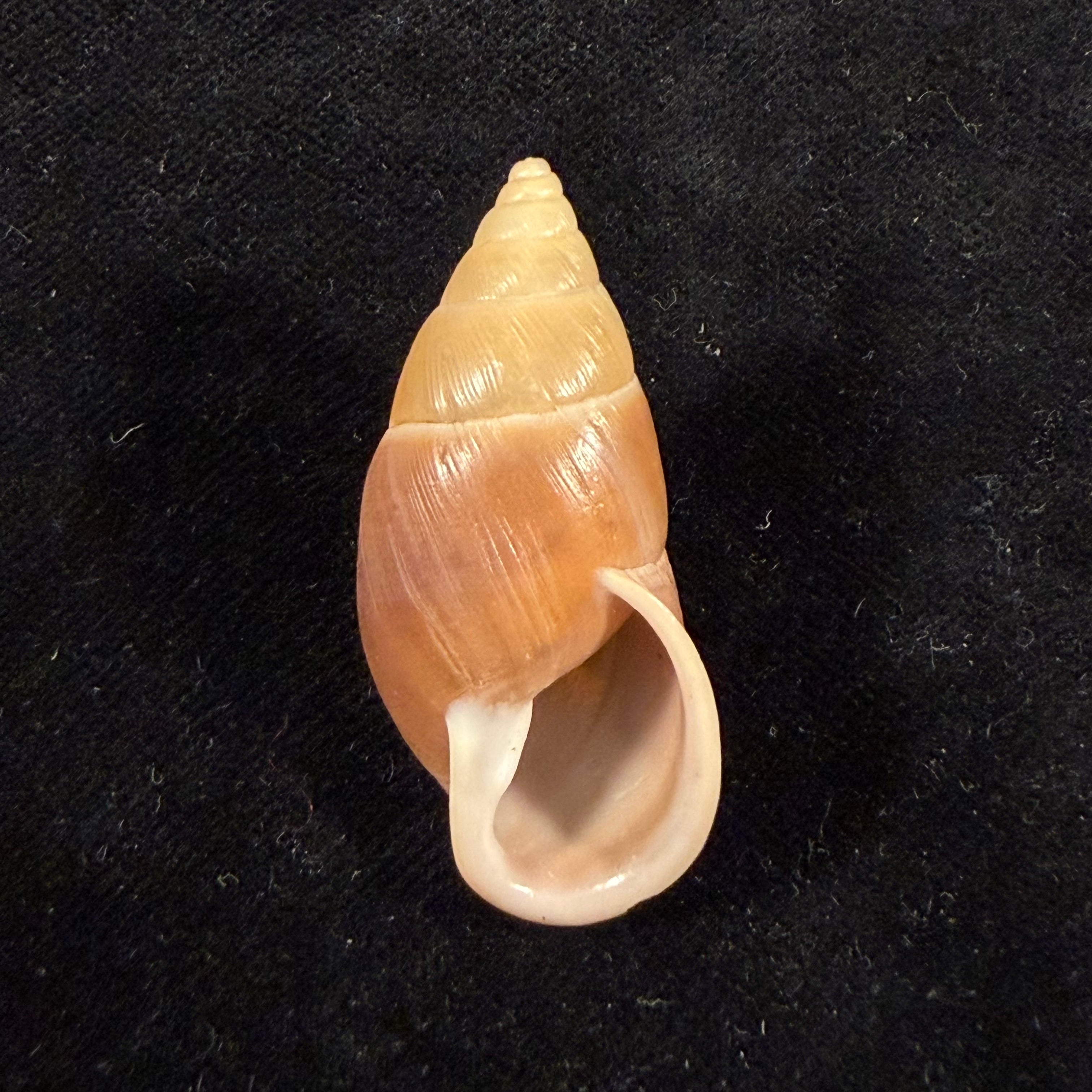 Kora corallina Simone, 2012 - 41,8mm