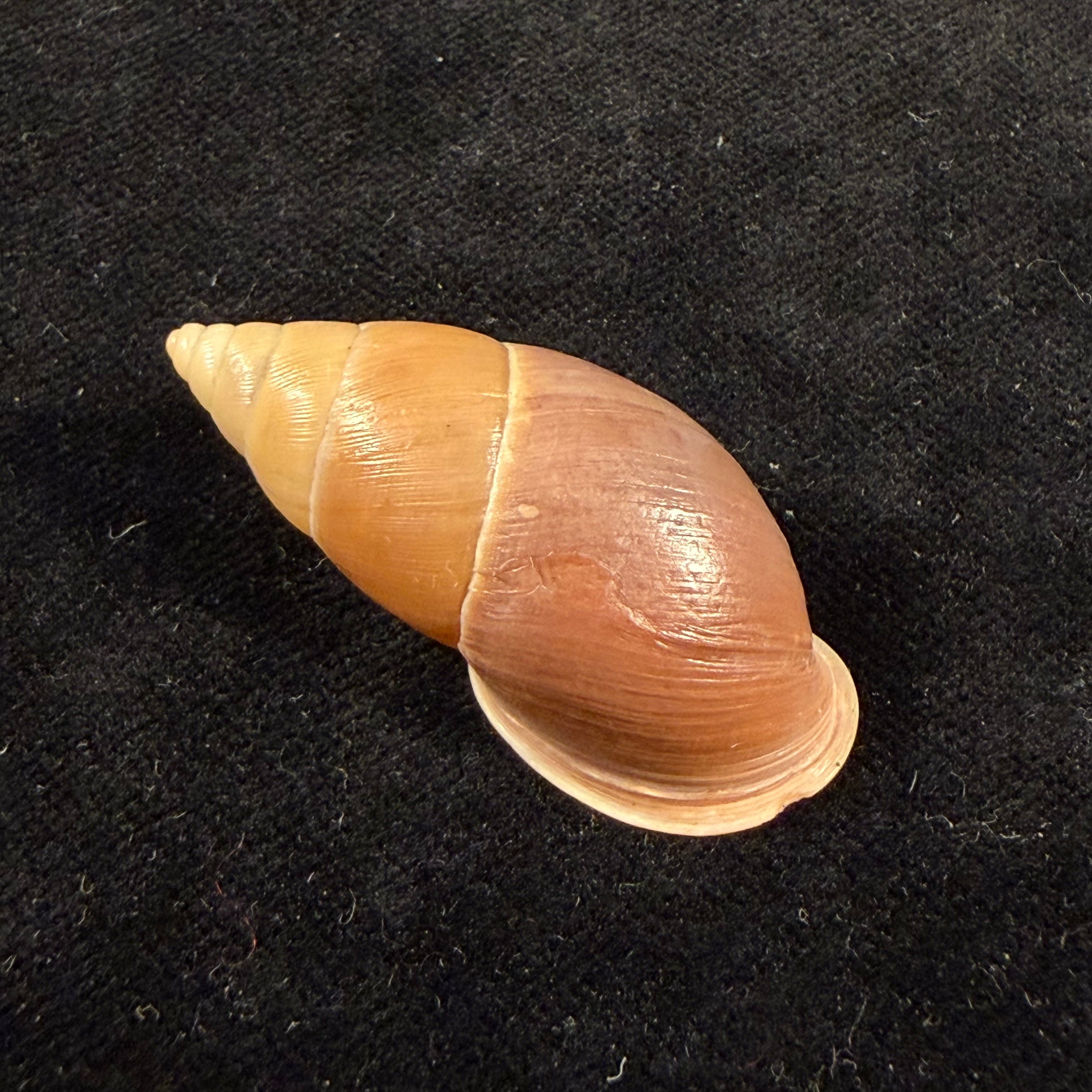 Kora corallina Simone, 2012 - 41,8mm