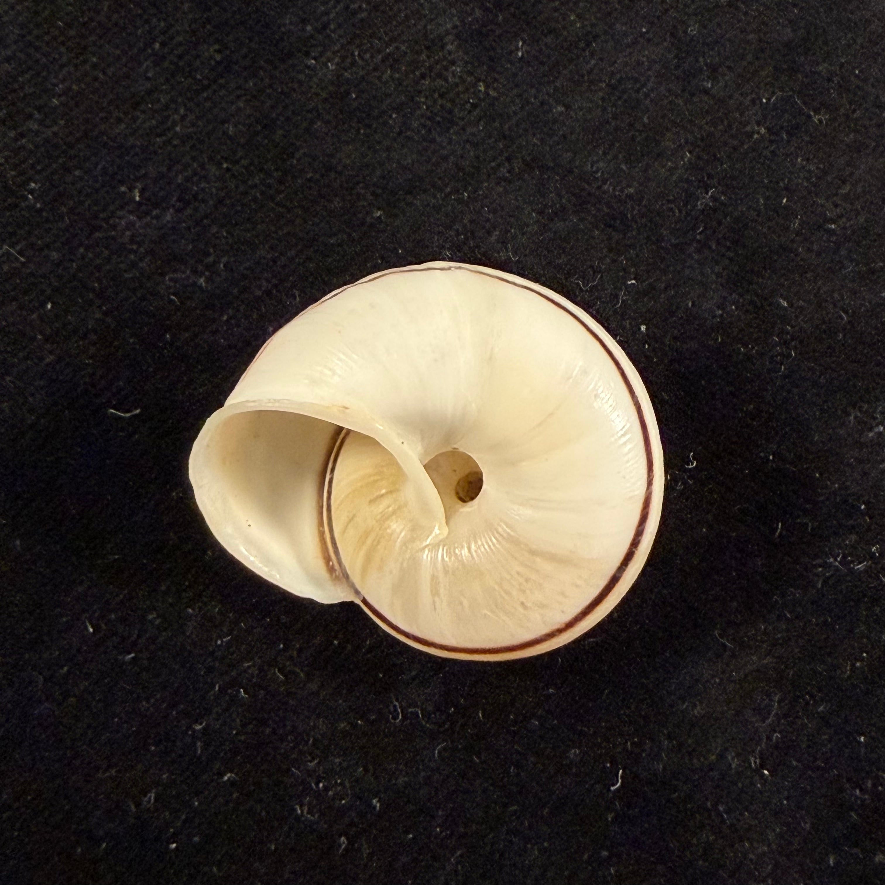 Ampelita robillardi (H. Adams & Angas, 1876) - 29,4mm