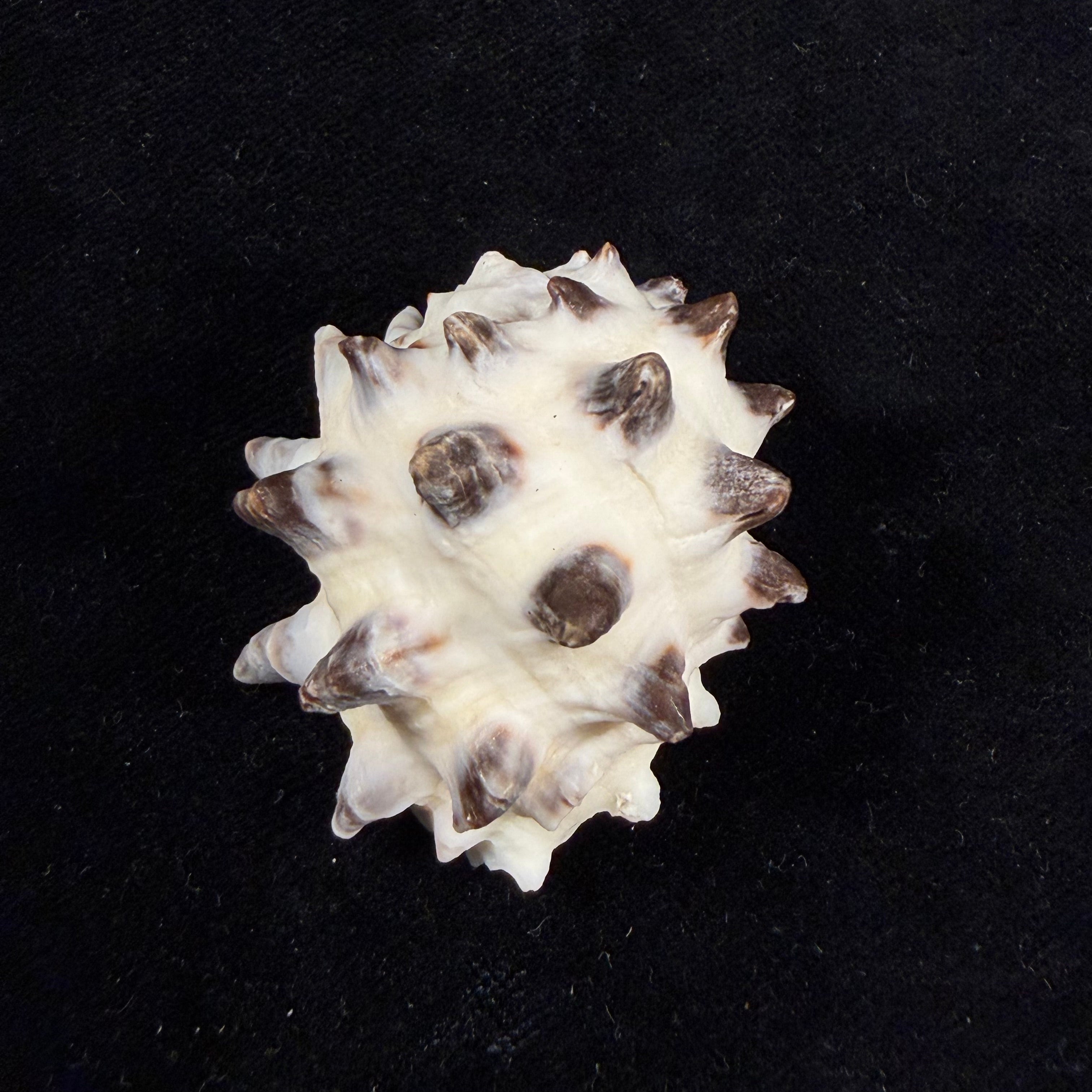 Drupa morum Röding, 1798 - 42,6mm