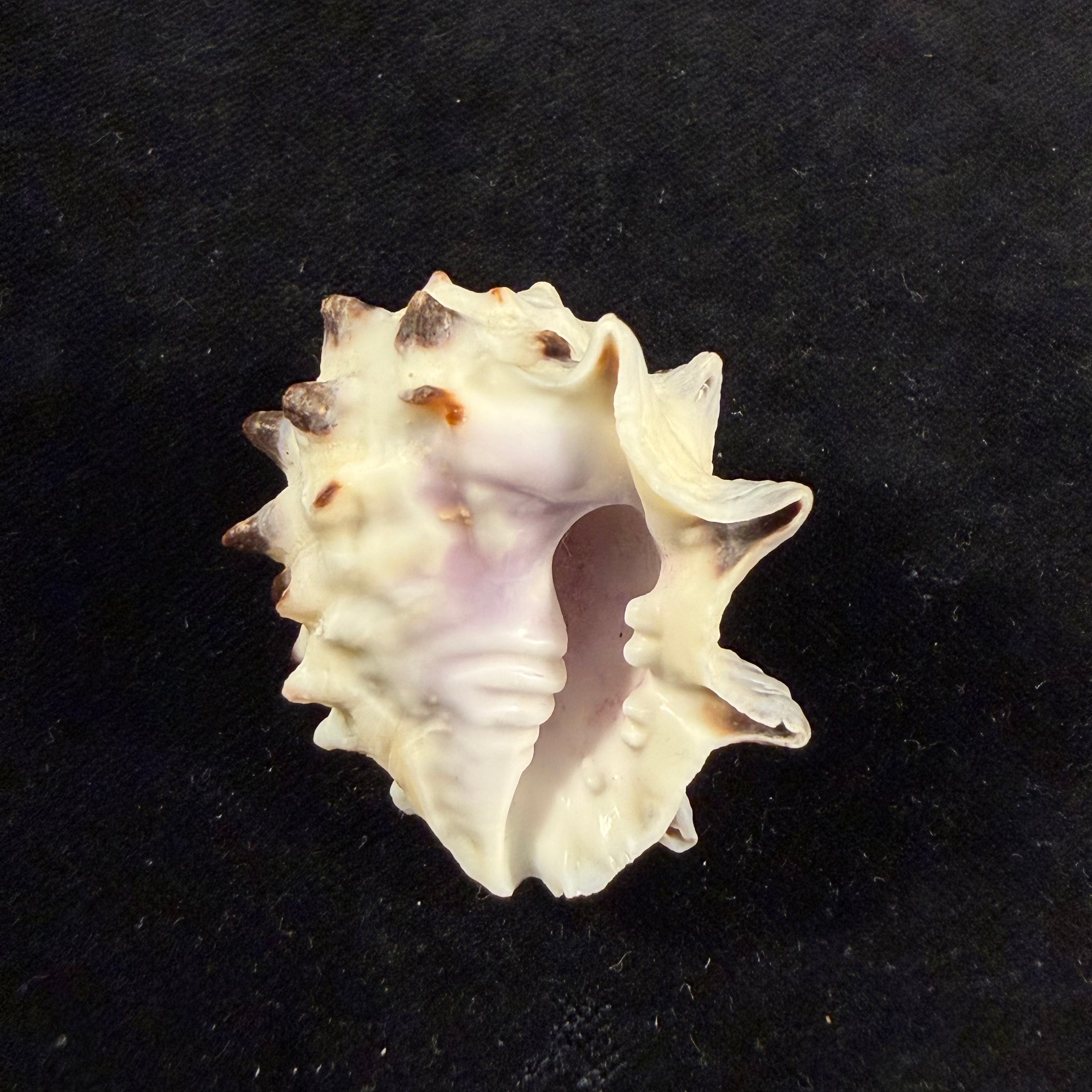 Drupa morum Röding, 1798 - 42,6mm