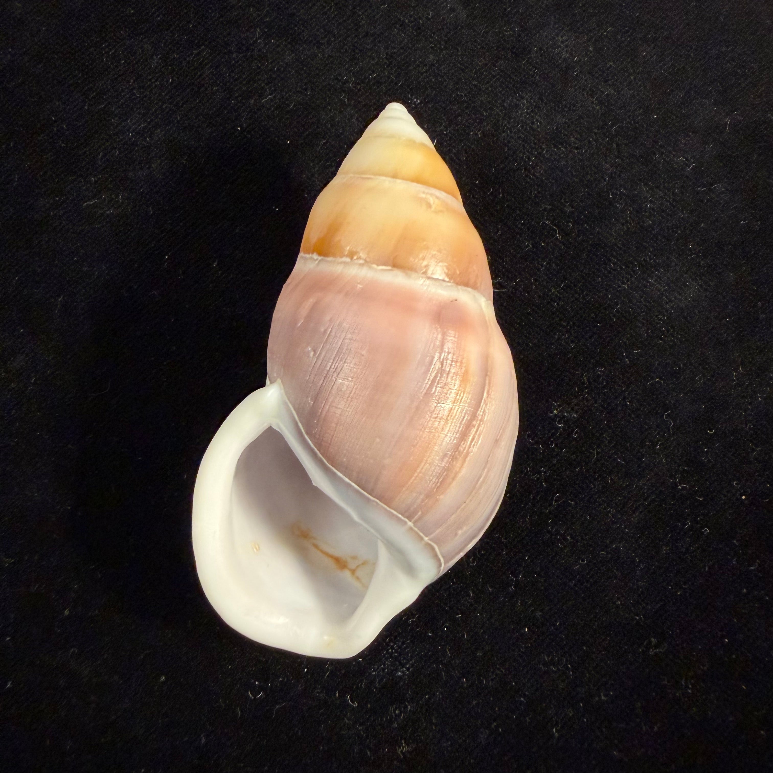 Amphidromus naggsi Thach & F. Huber, 2014 - 74mm