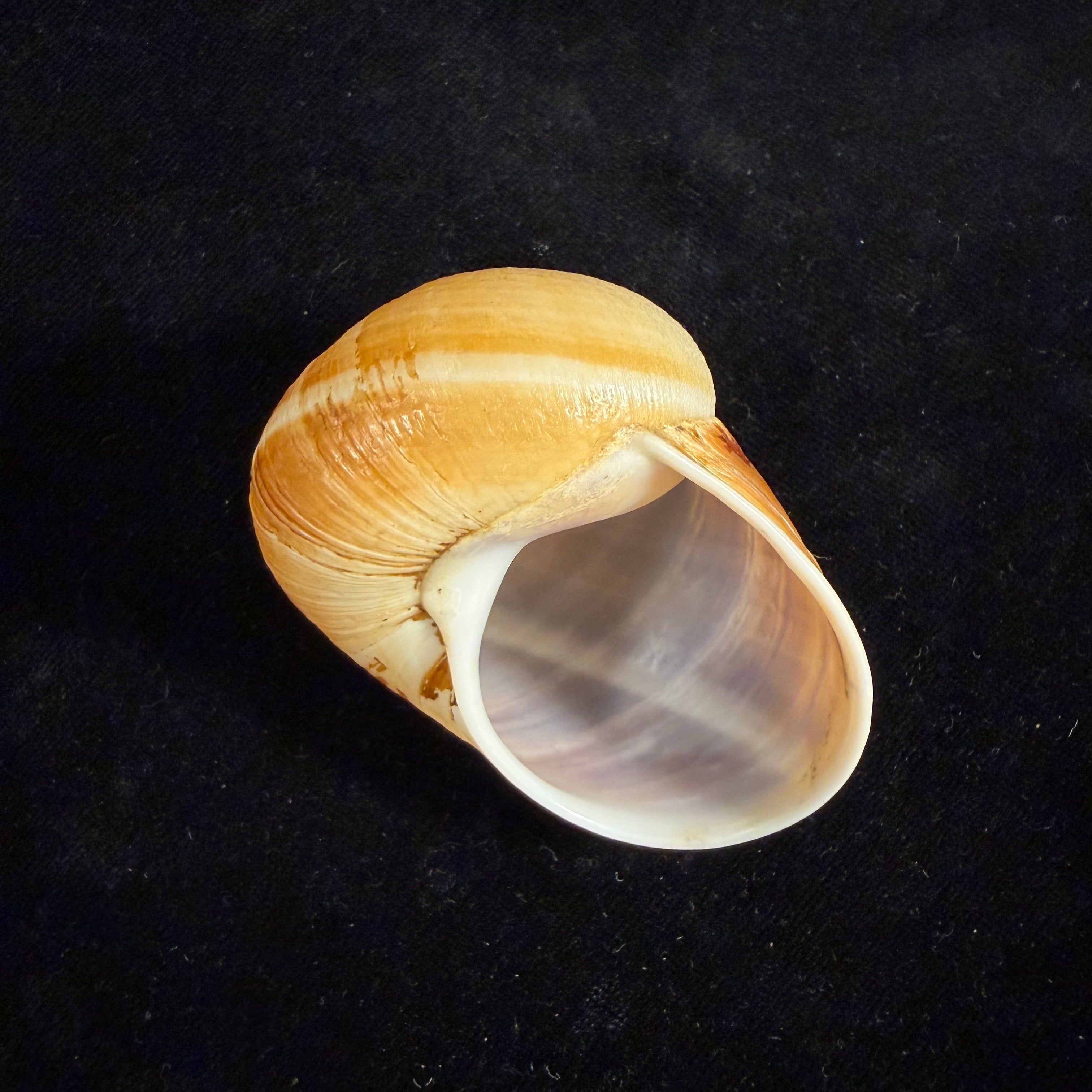 Helicophanta vesicalis (Lamarck, 1822) - 62,5mm