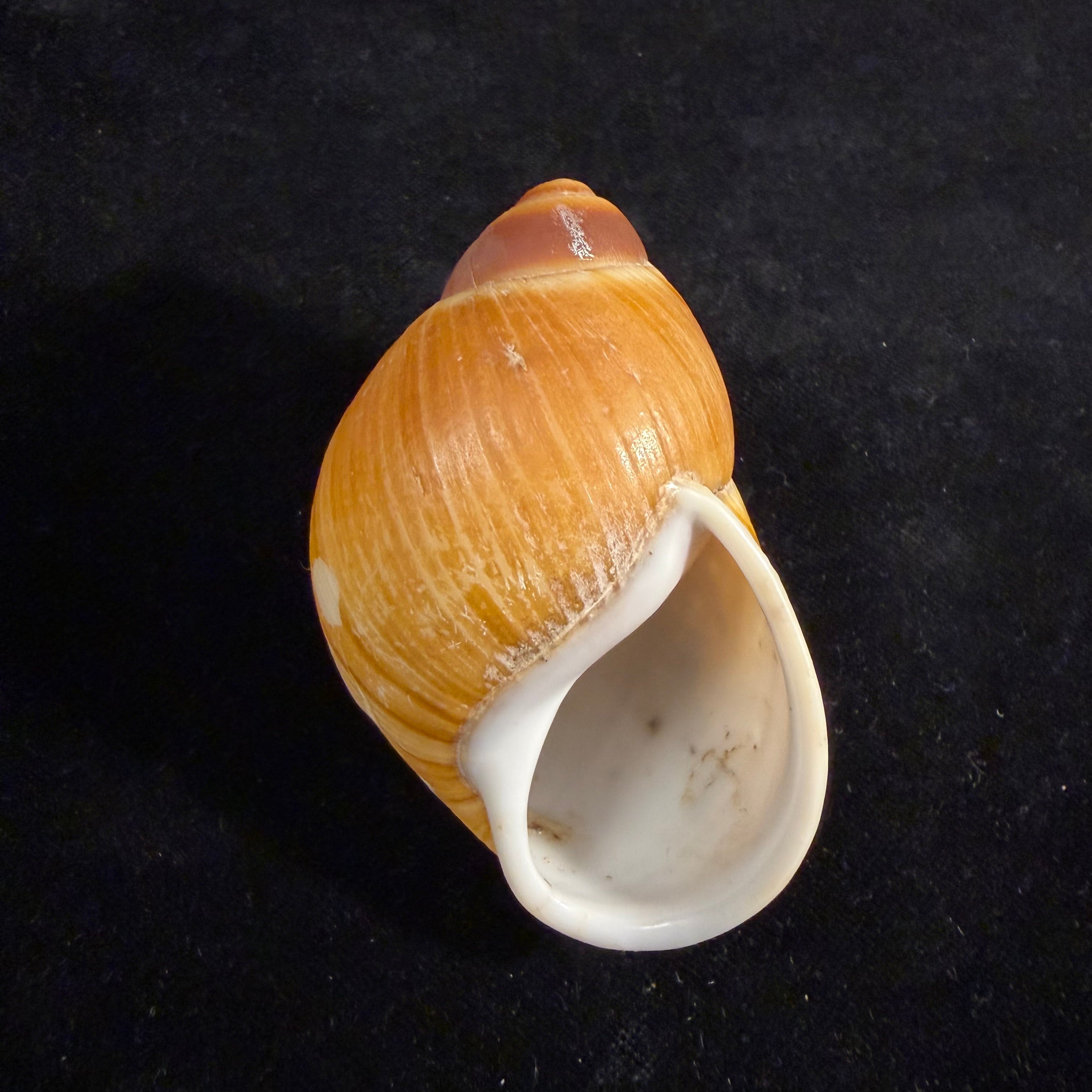 Megalobulimus mauricius Falconieri, 1996 - 77,2mm