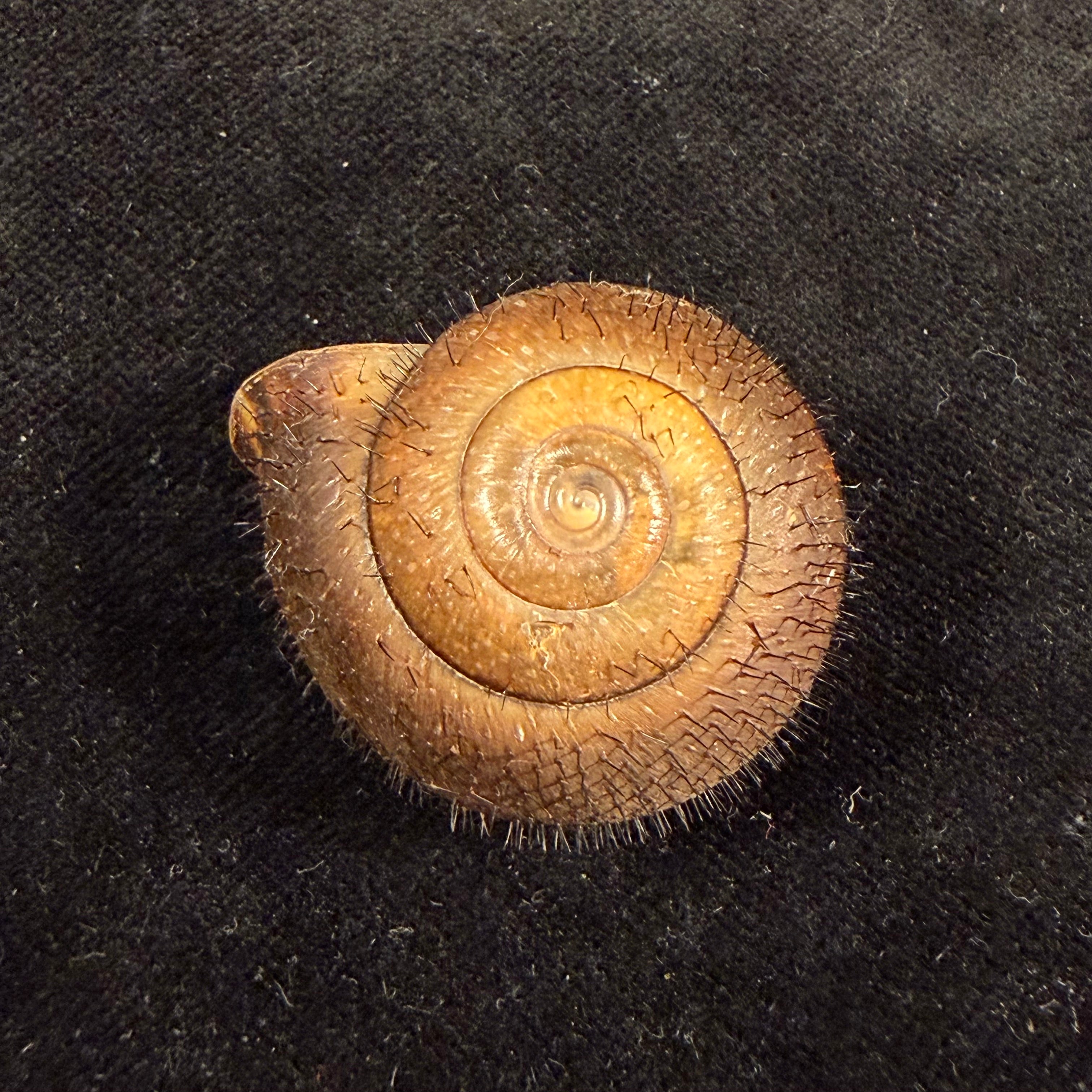 Tricheulota spinosissima (C. Semper, 1880) - 35,6mm