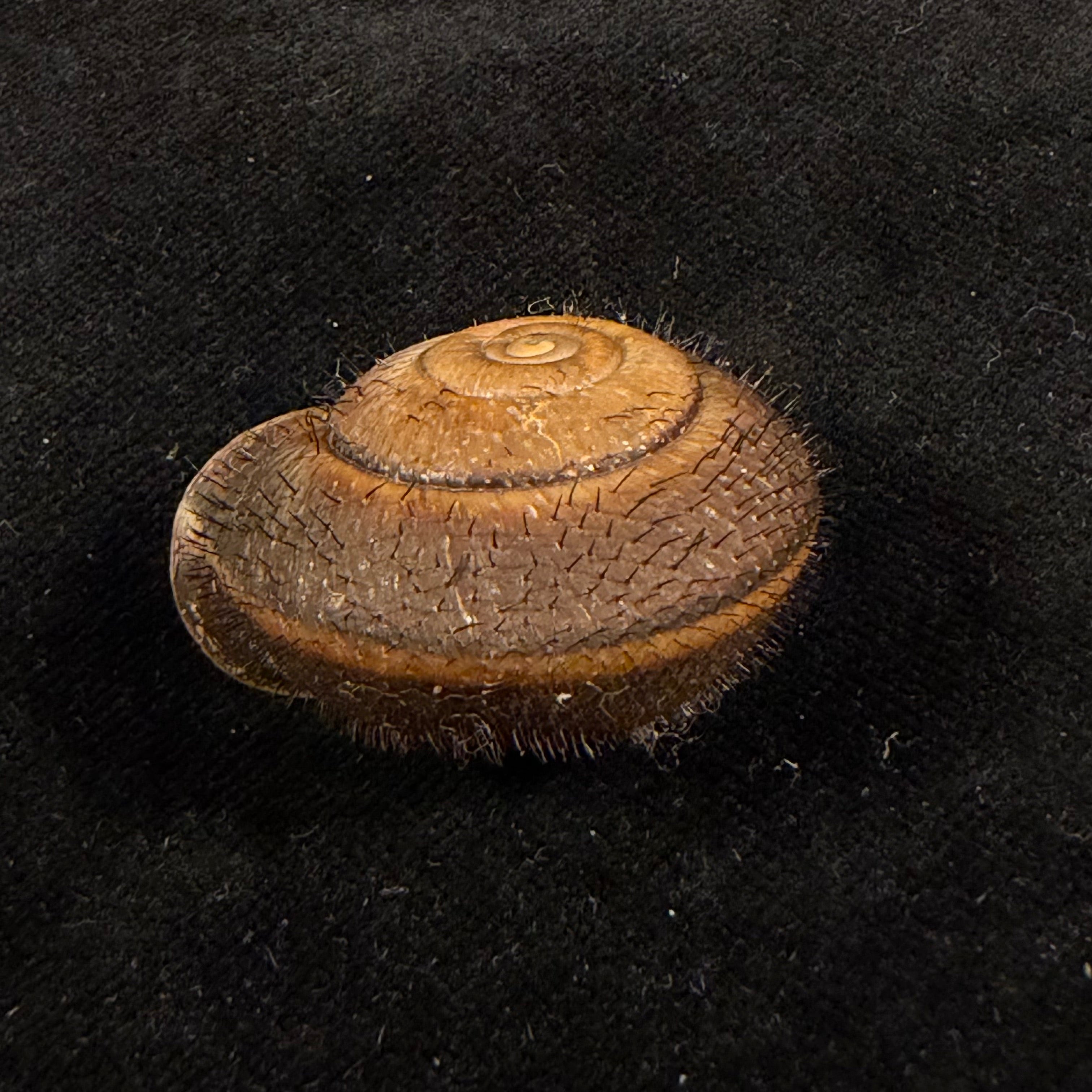 Tricheulota spinosissima (C. Semper, 1880) - 35,6mm