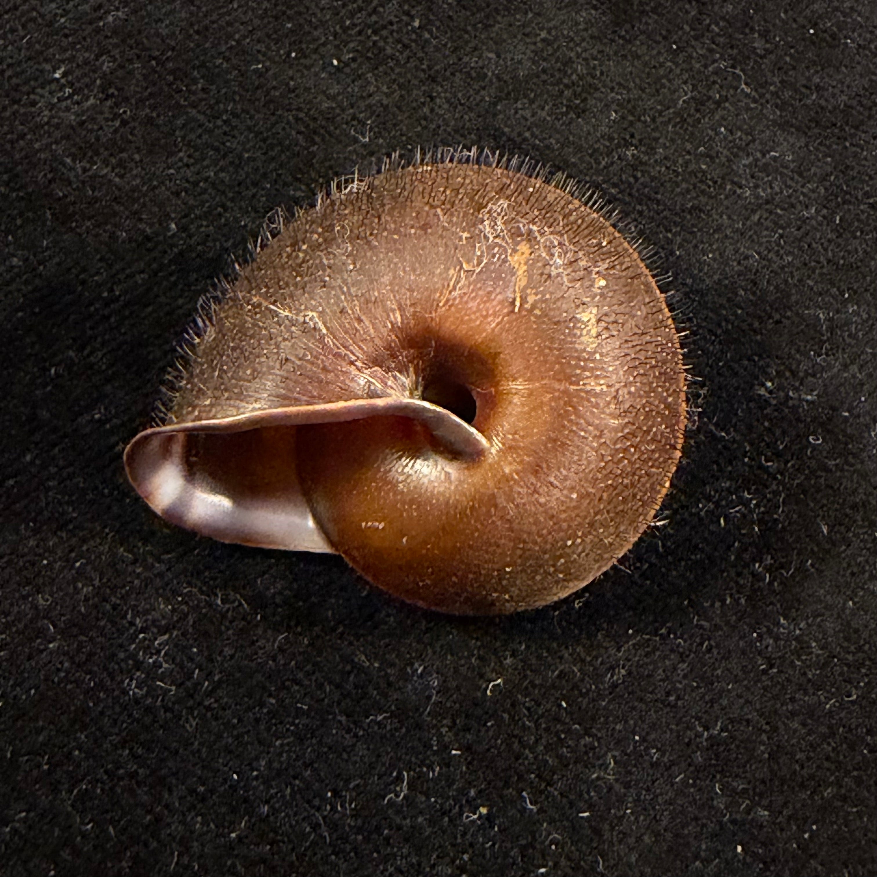 Tricheulota spinosissima (C. Semper, 1880) - 35,6mm