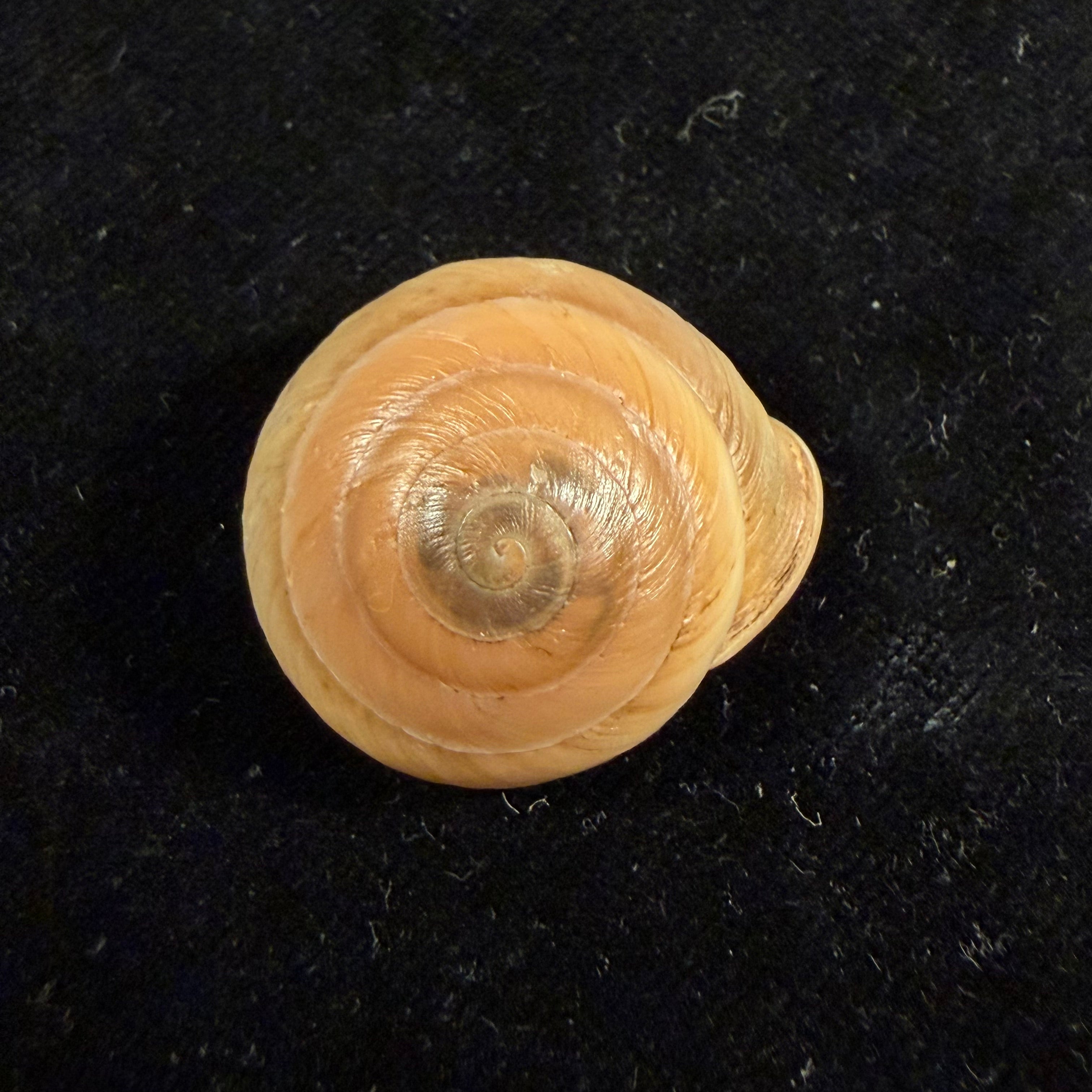 Lucerna lucerna (O. F. Müller, 1774) - 30,2mm