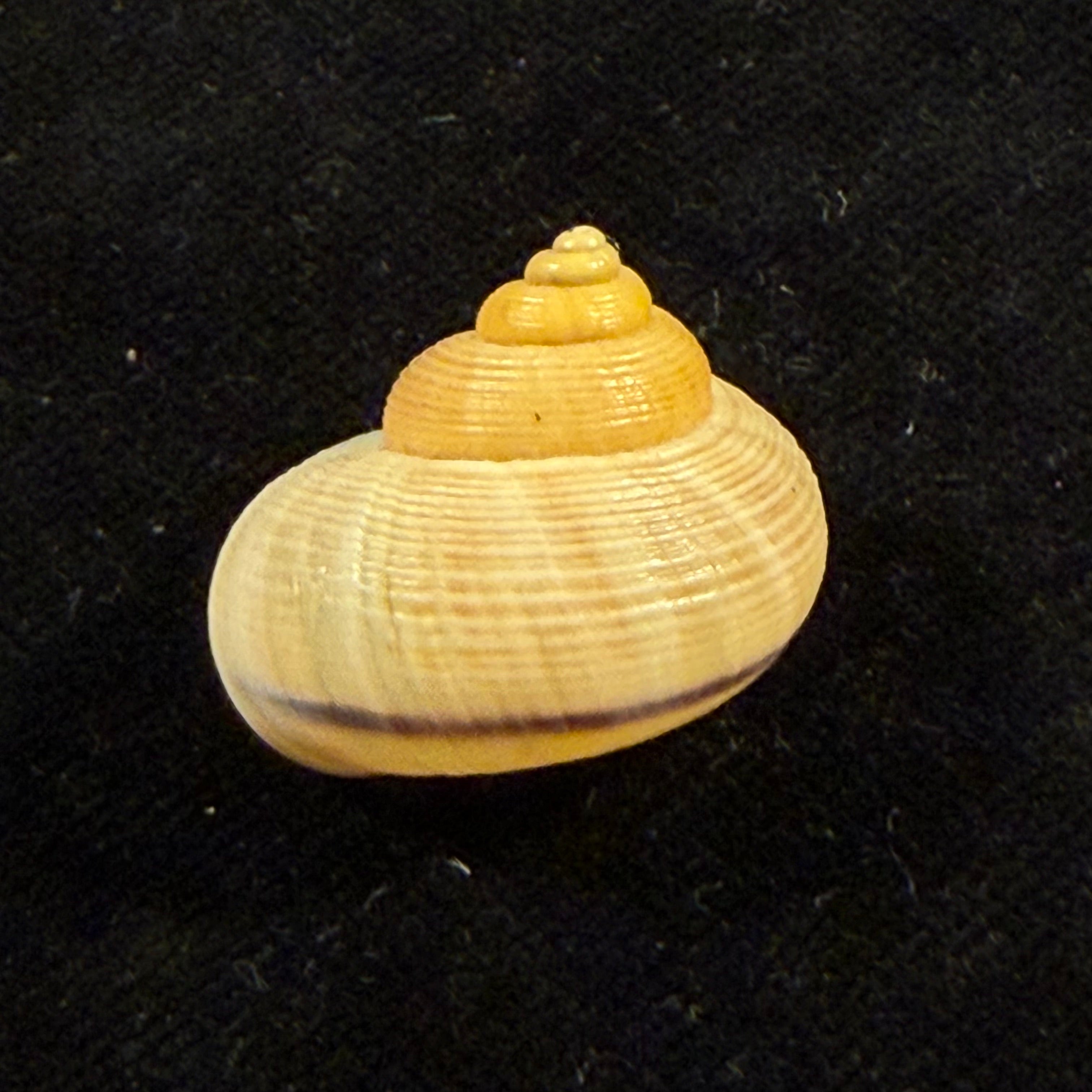 Tropidophora carnicolor Fulton, 1902 - 22,1mm
