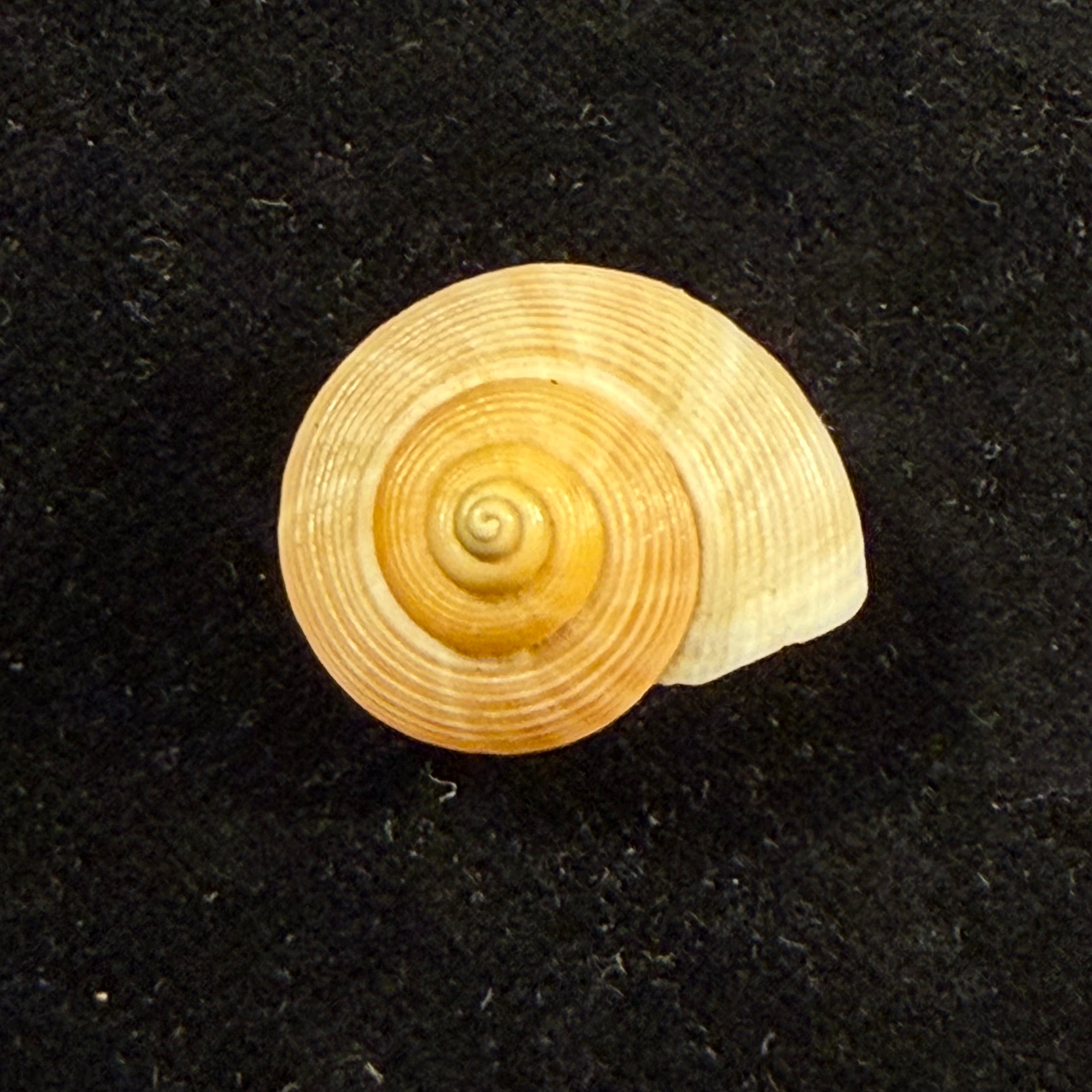 Tropidophora carnicolor Fulton, 1902 - 22,1mm