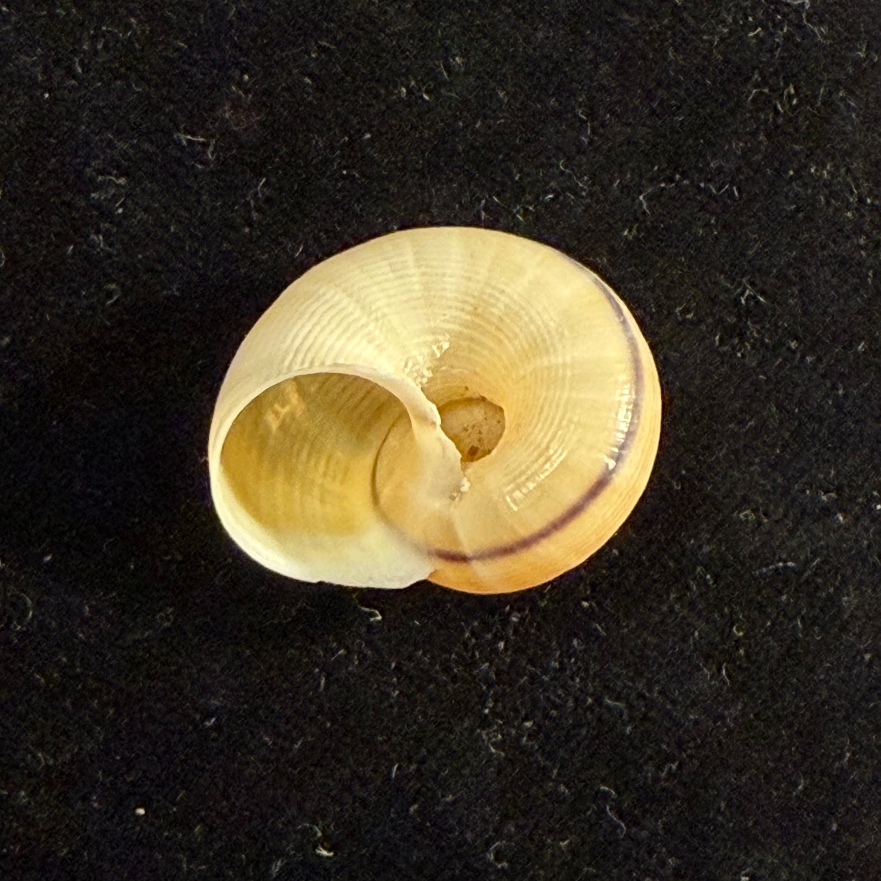 Tropidophora carnicolor Fulton, 1902 - 22,1mm