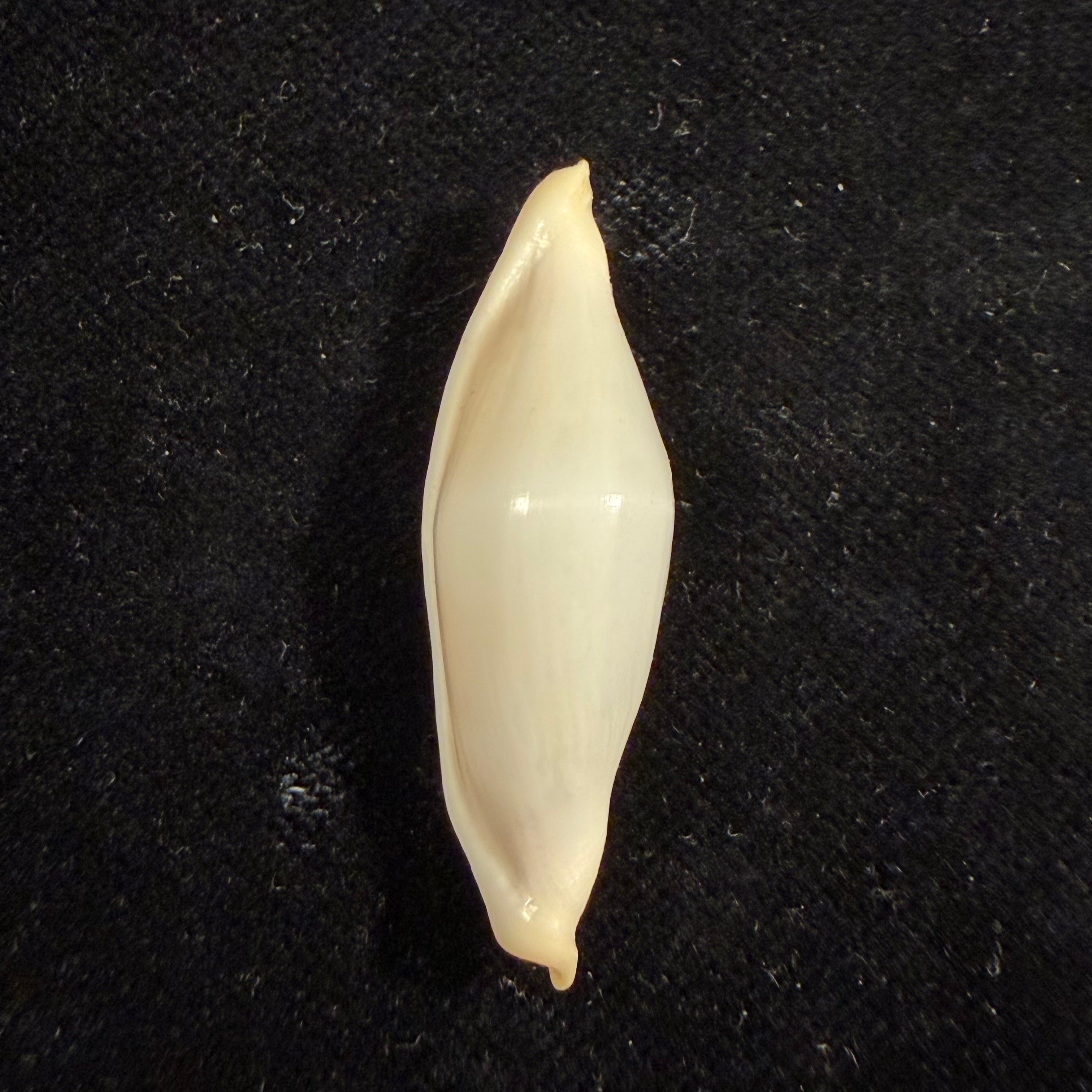 Cyphoma intermedium (G. B. Sowerby I, 1828) - 39,6mm