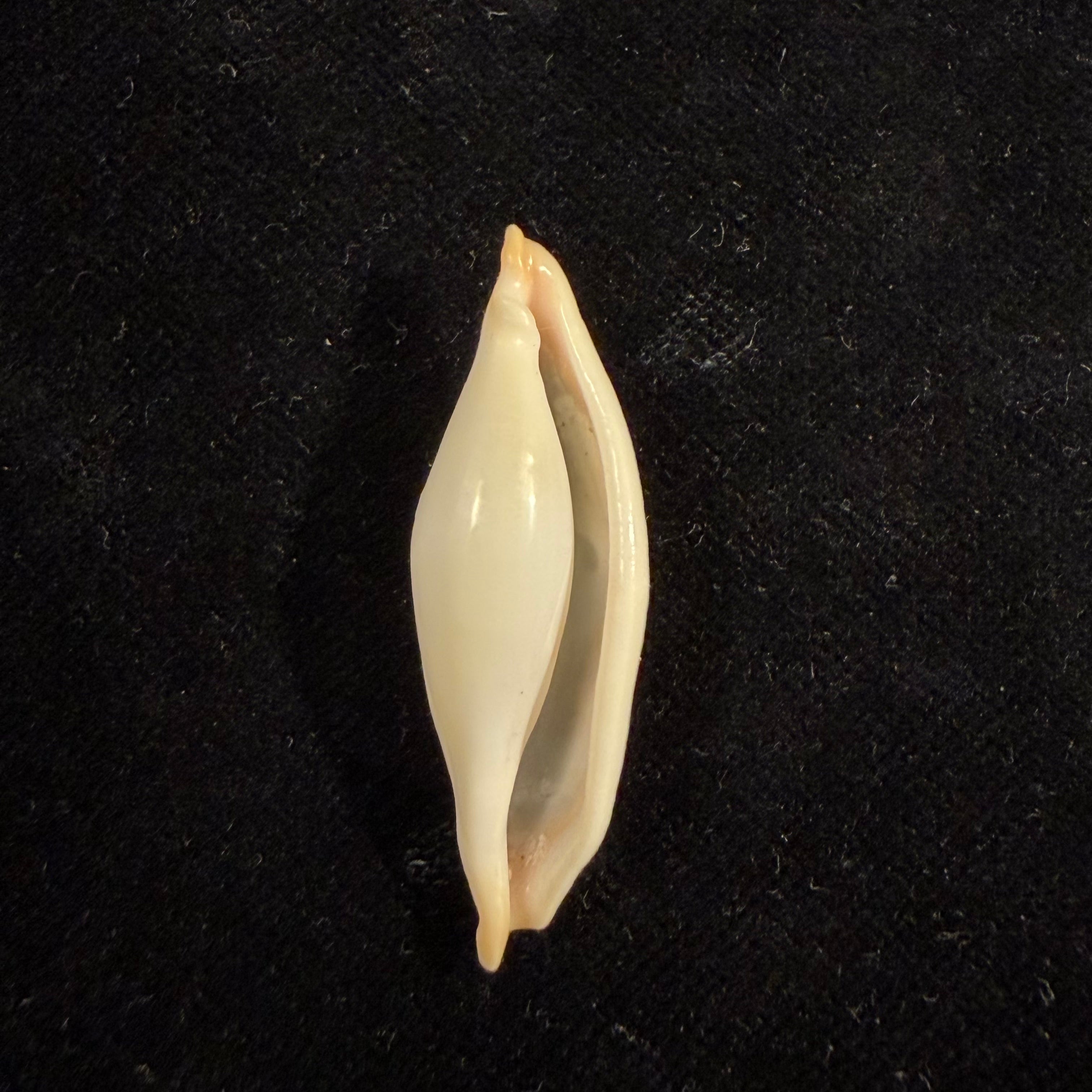 Cyphoma intermedium (G. B. Sowerby I, 1828) - 39,6mm