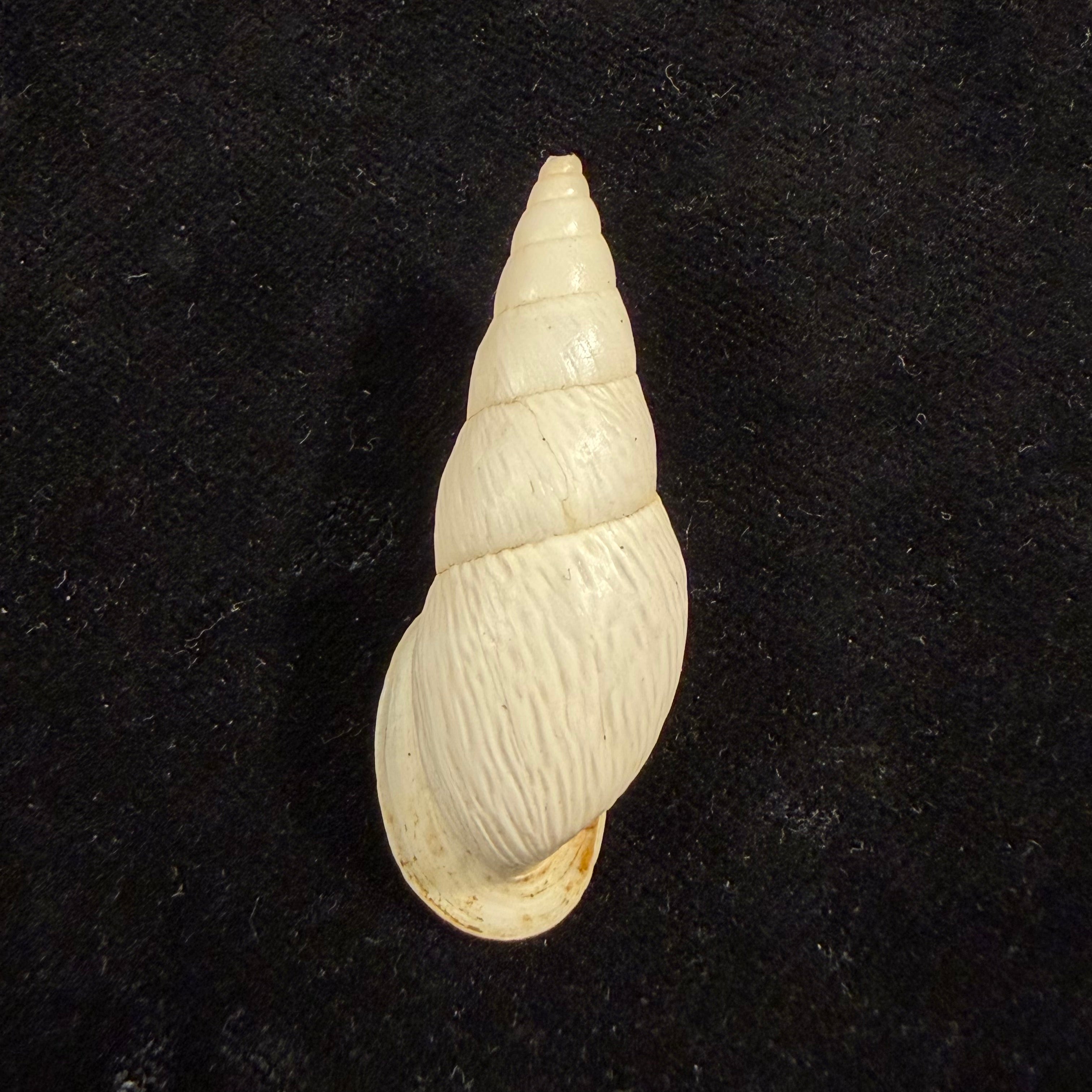 Burringtonia pantagruelina (S. Moricand, 1833) - 45,4mm