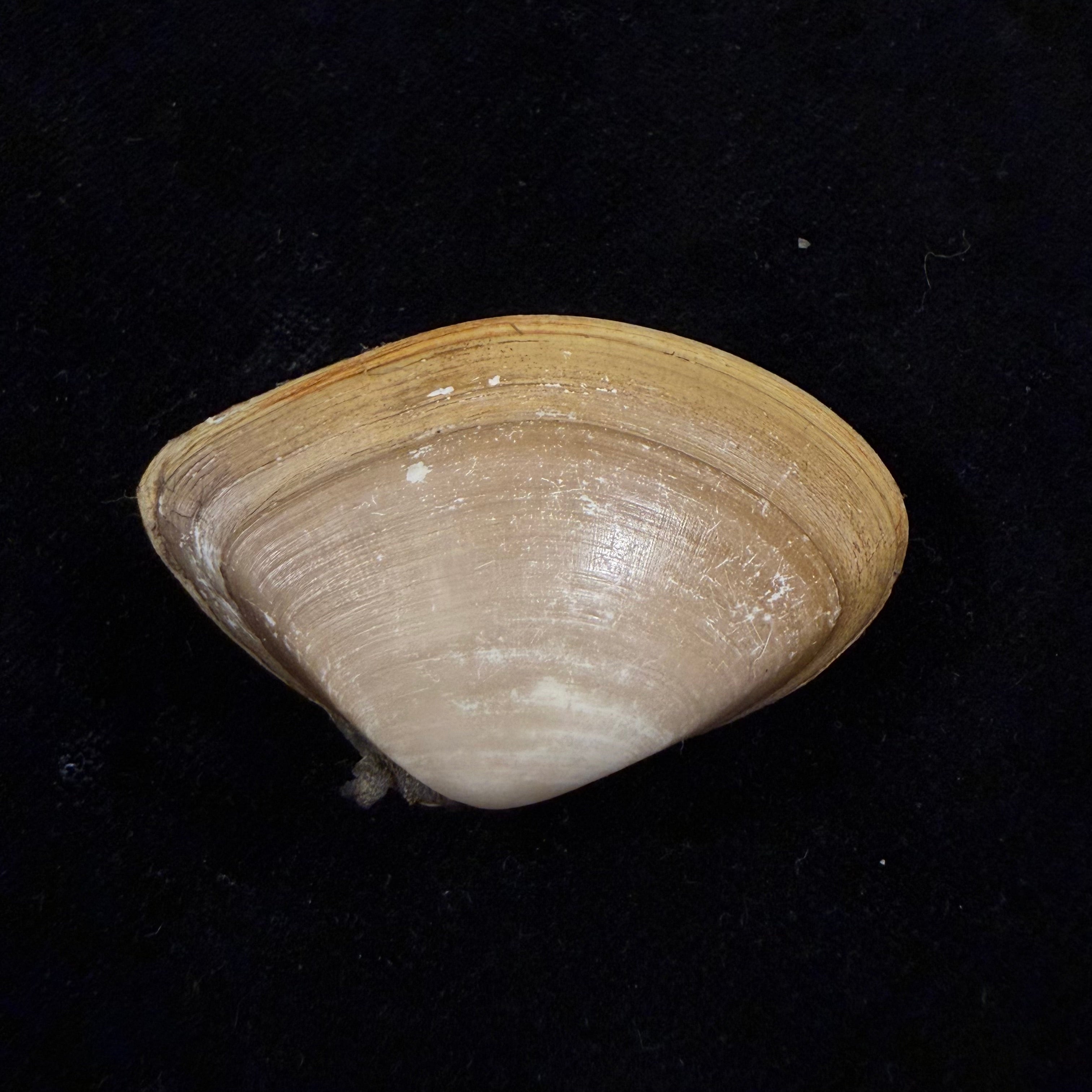 Iphigenia brasiliensis (Lamarck, 1818) - 49,6mm