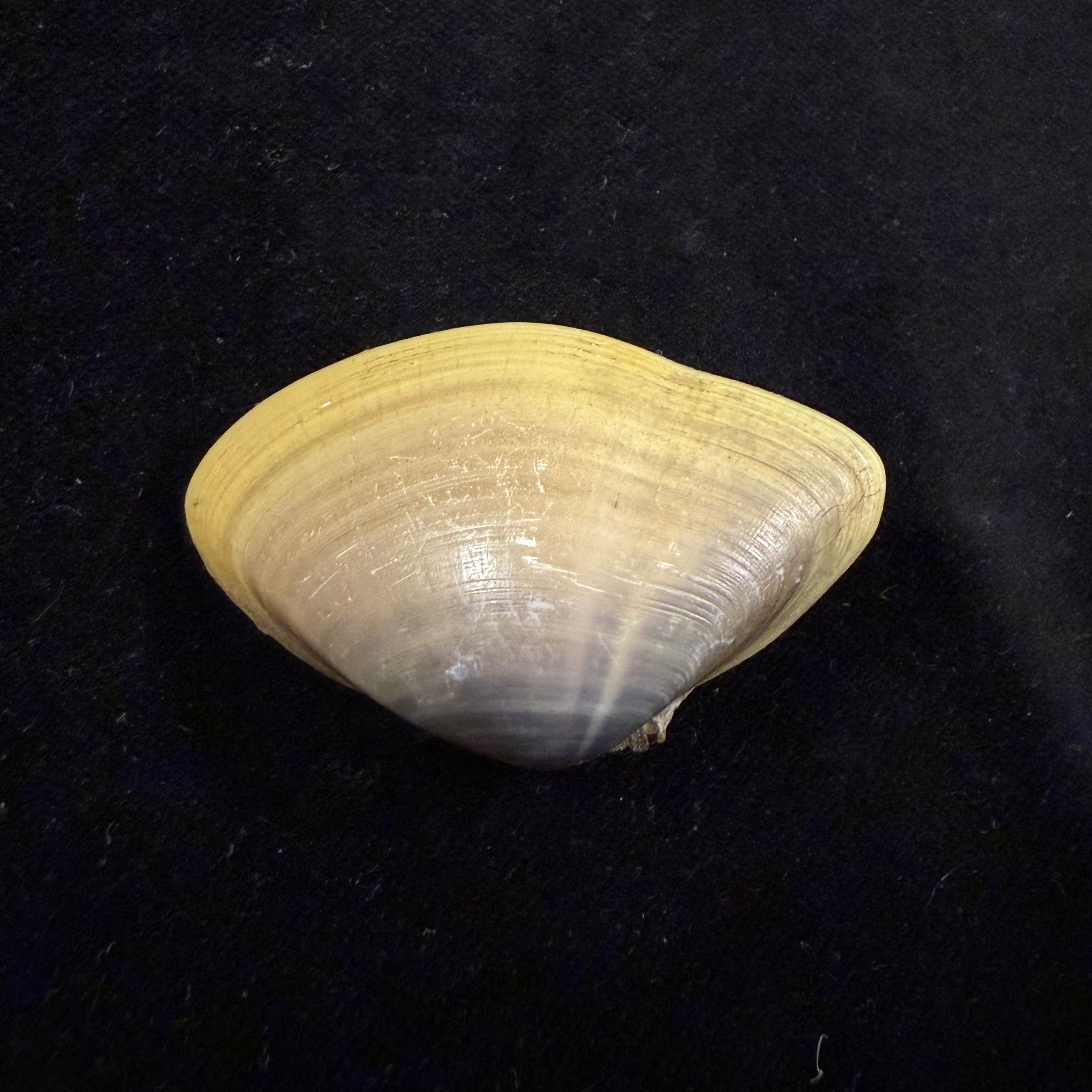 Iphigenia brasiliensis (Lamarck, 1818) - 47,4mm