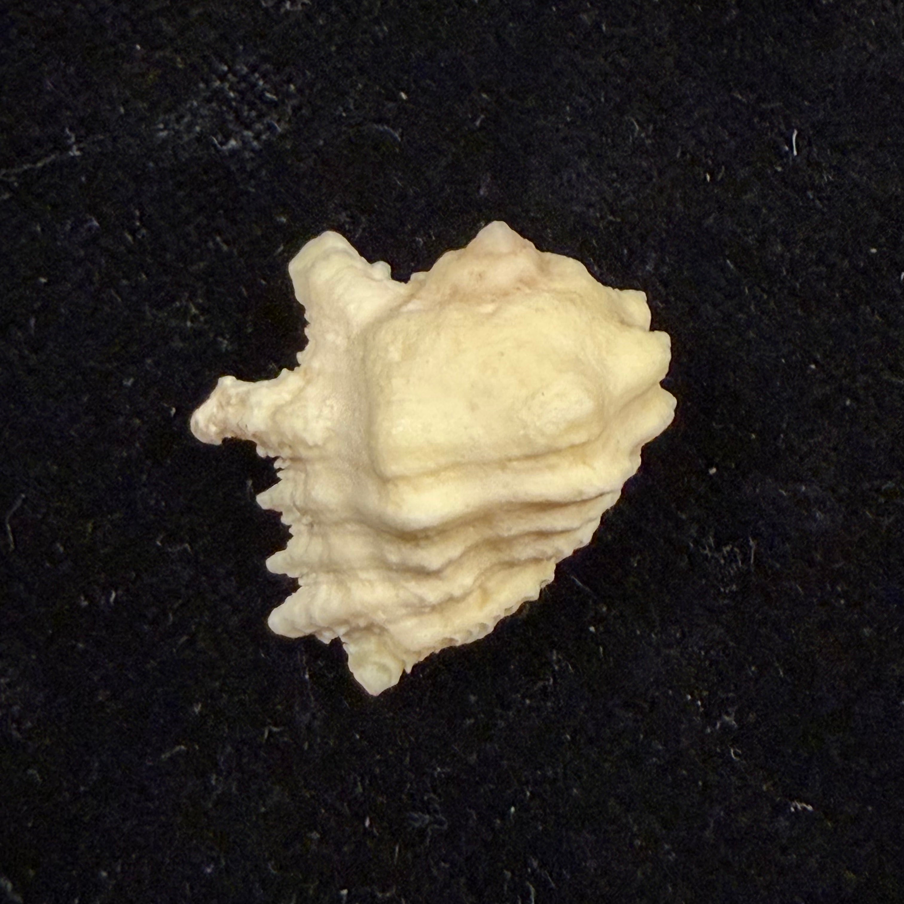 Drupina grossularia (Röding, 1798) - 22,1mm