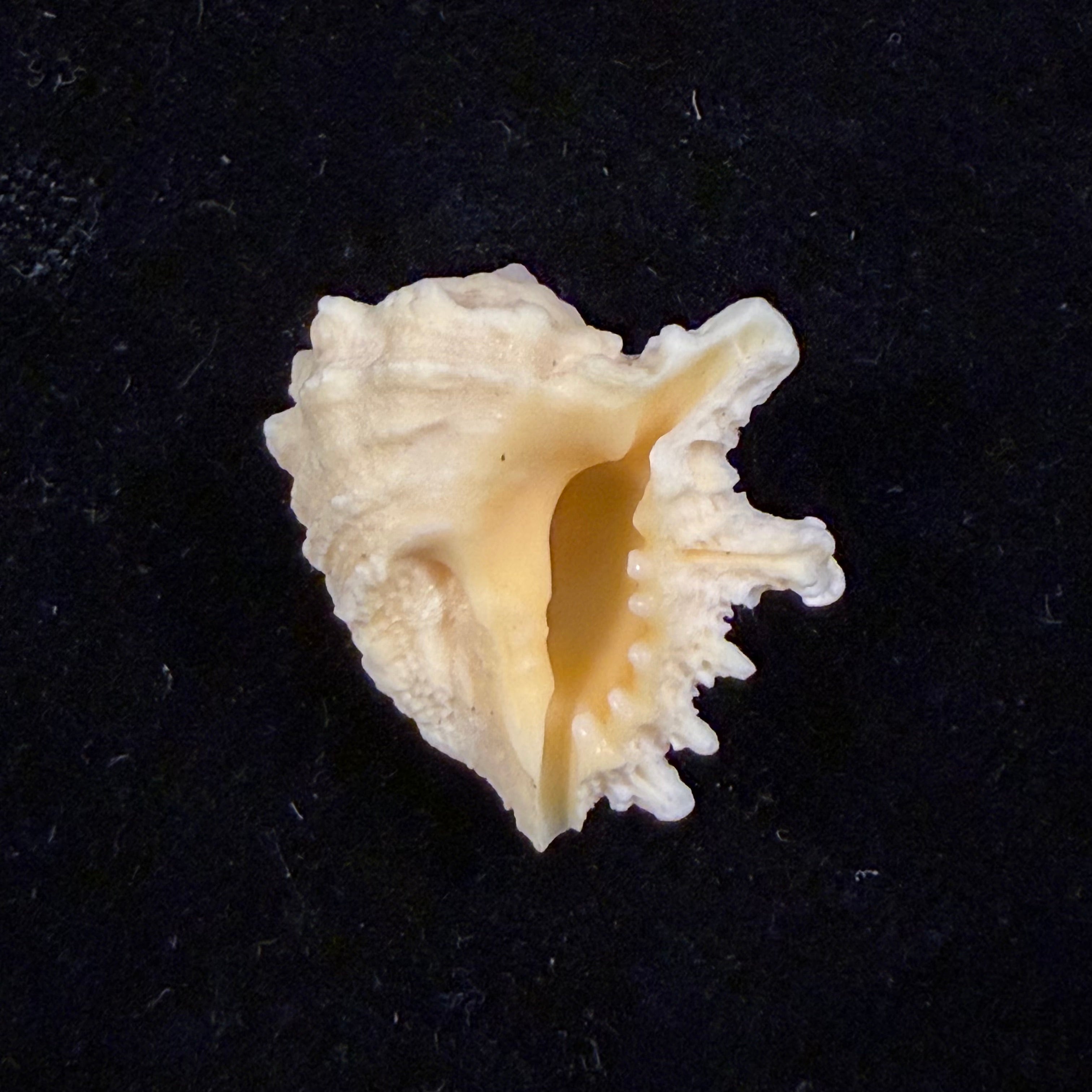 Drupina grossularia (Röding, 1798) - 22,1mm