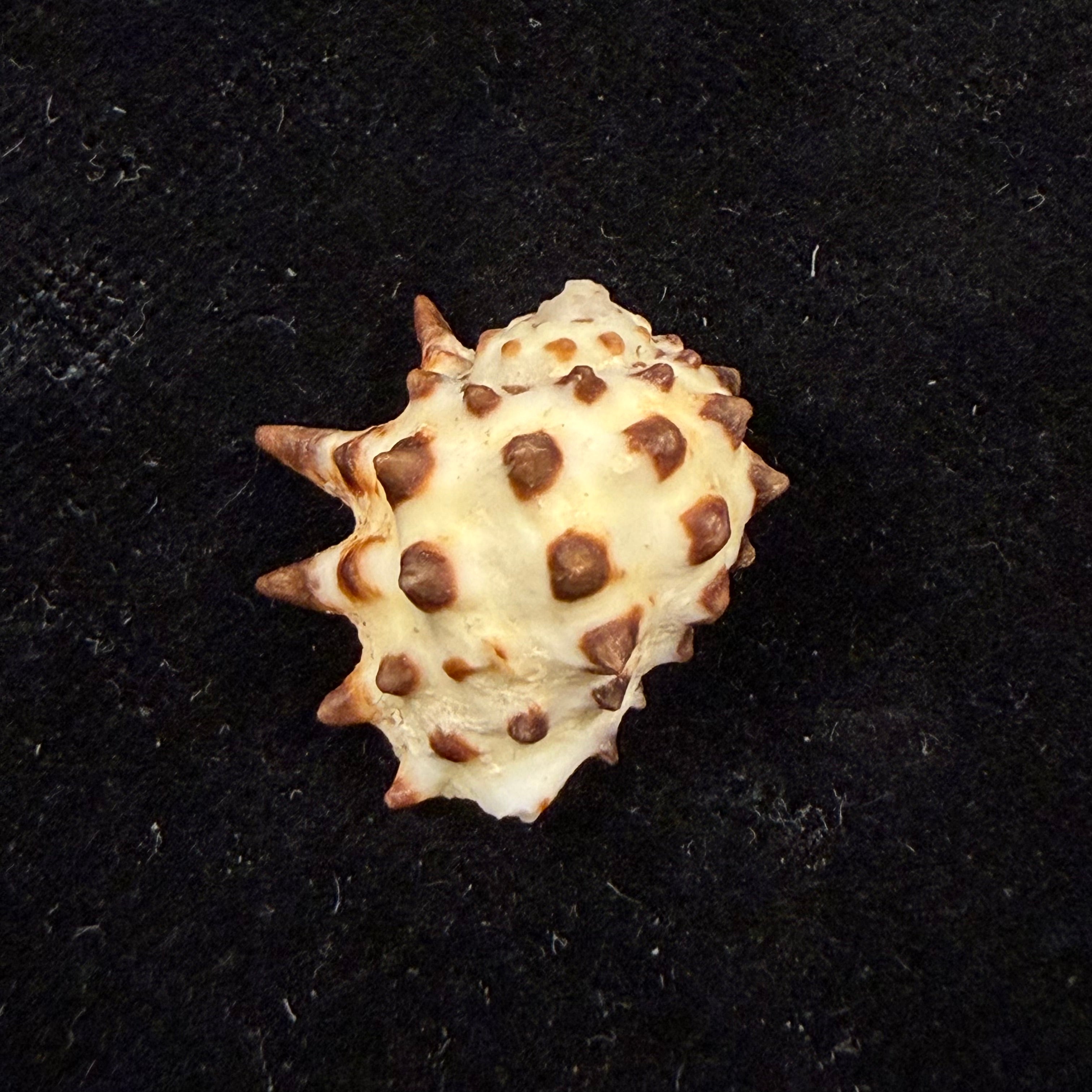 Sistrum ricinus (Linnaeus, 1758) - 18,9mm