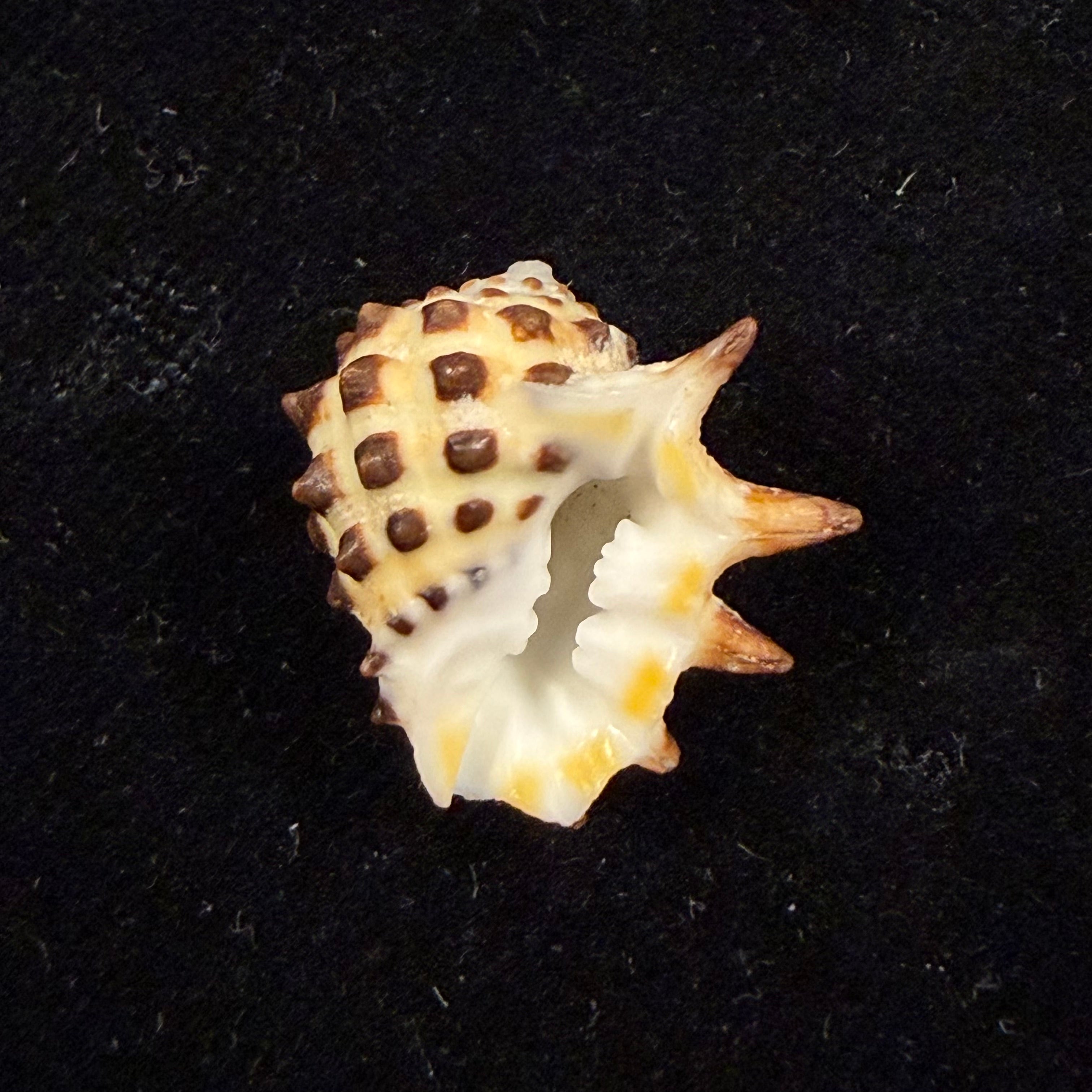 Sistrum ricinus (Linnaeus, 1758) - 18,9mm