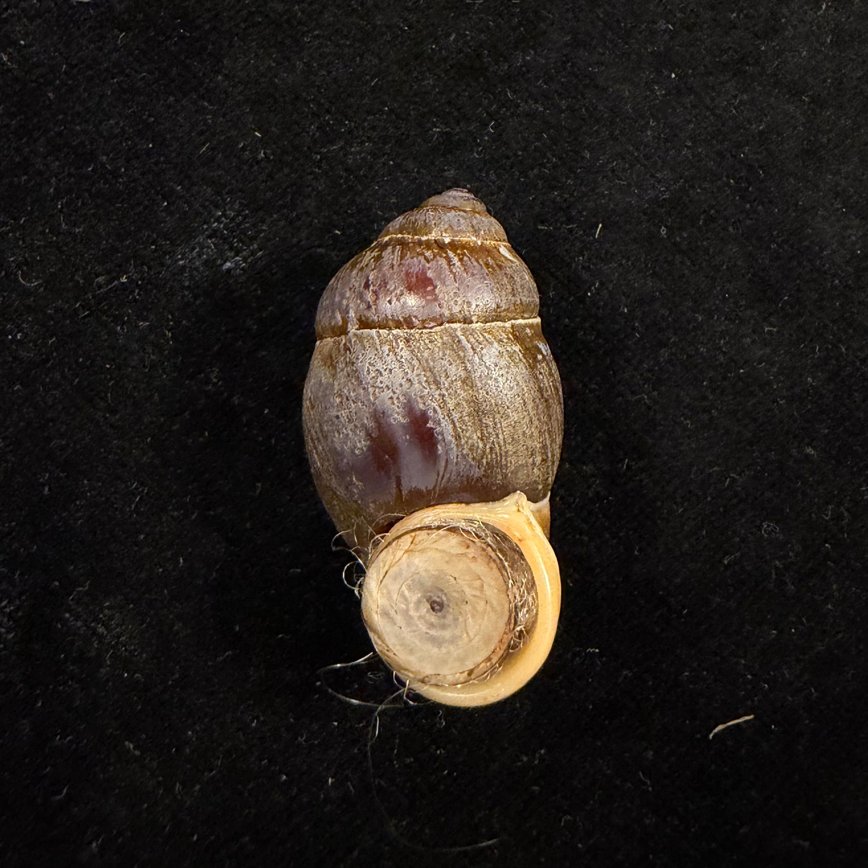 Pollicaria rochebruni (Mabille, 1887) - 36,1mm