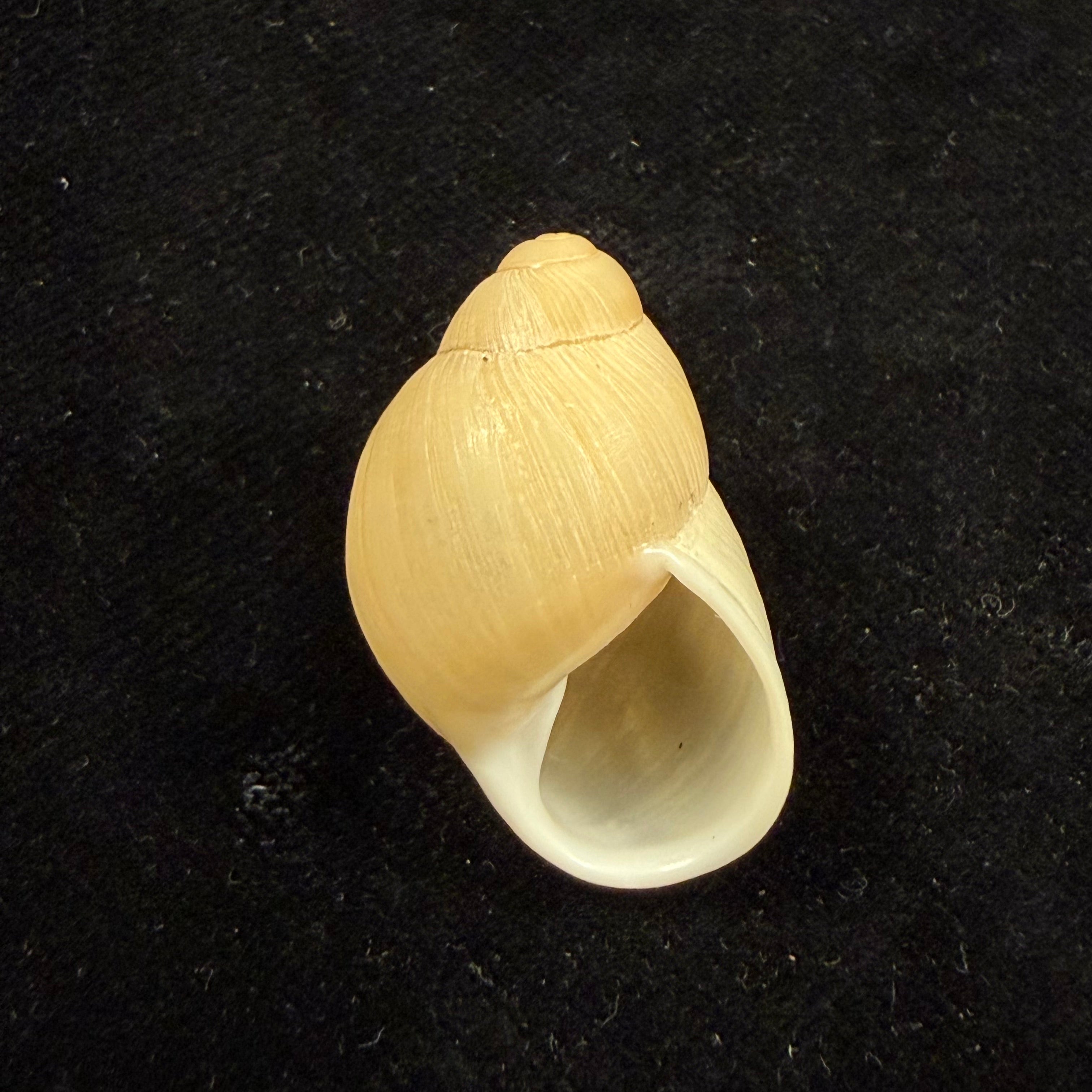 Austroborus dorbignyi (Doring, 1876) - 31mm