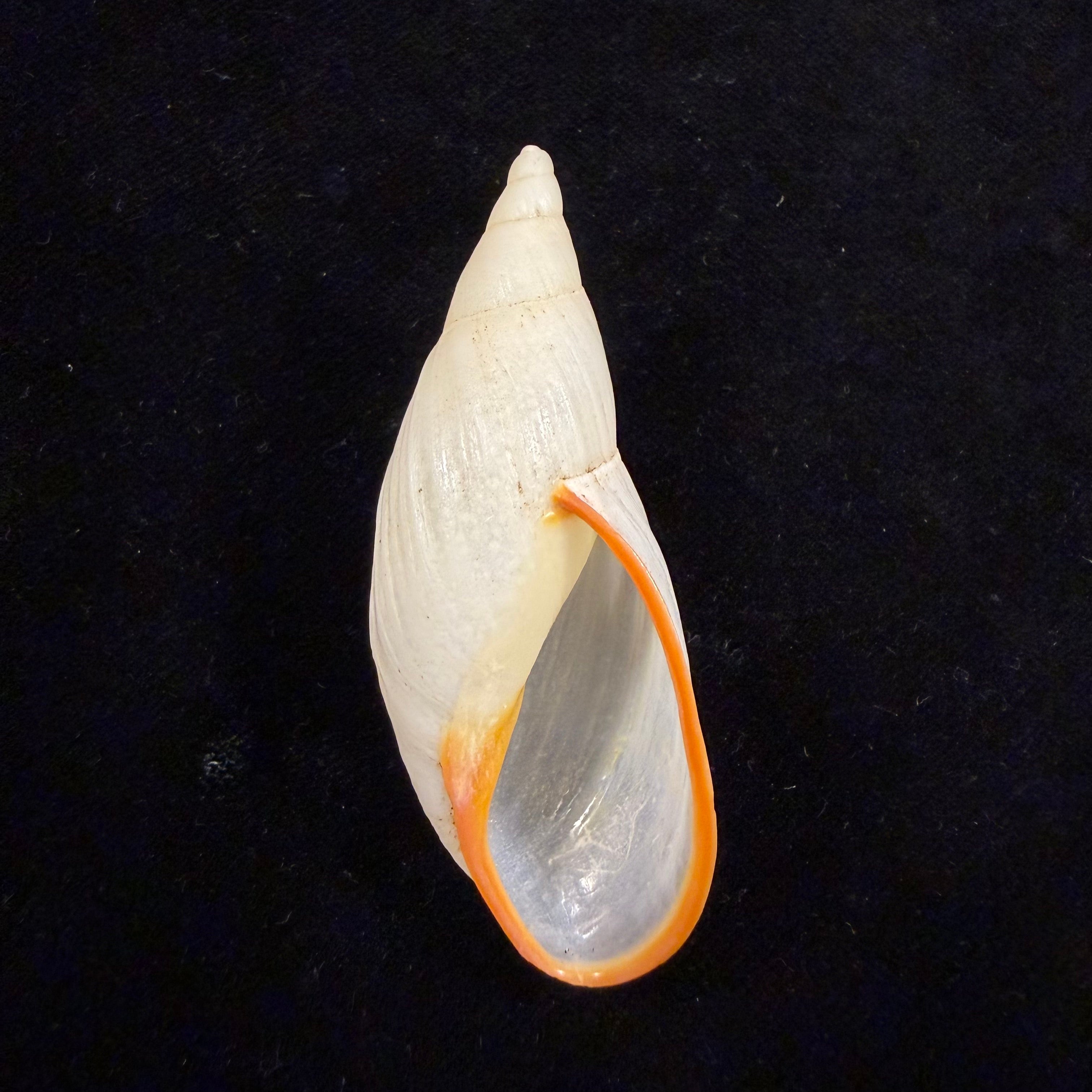 Aspastus miltocheilus manugiensis (B.Rensch, 1934) - 61mm