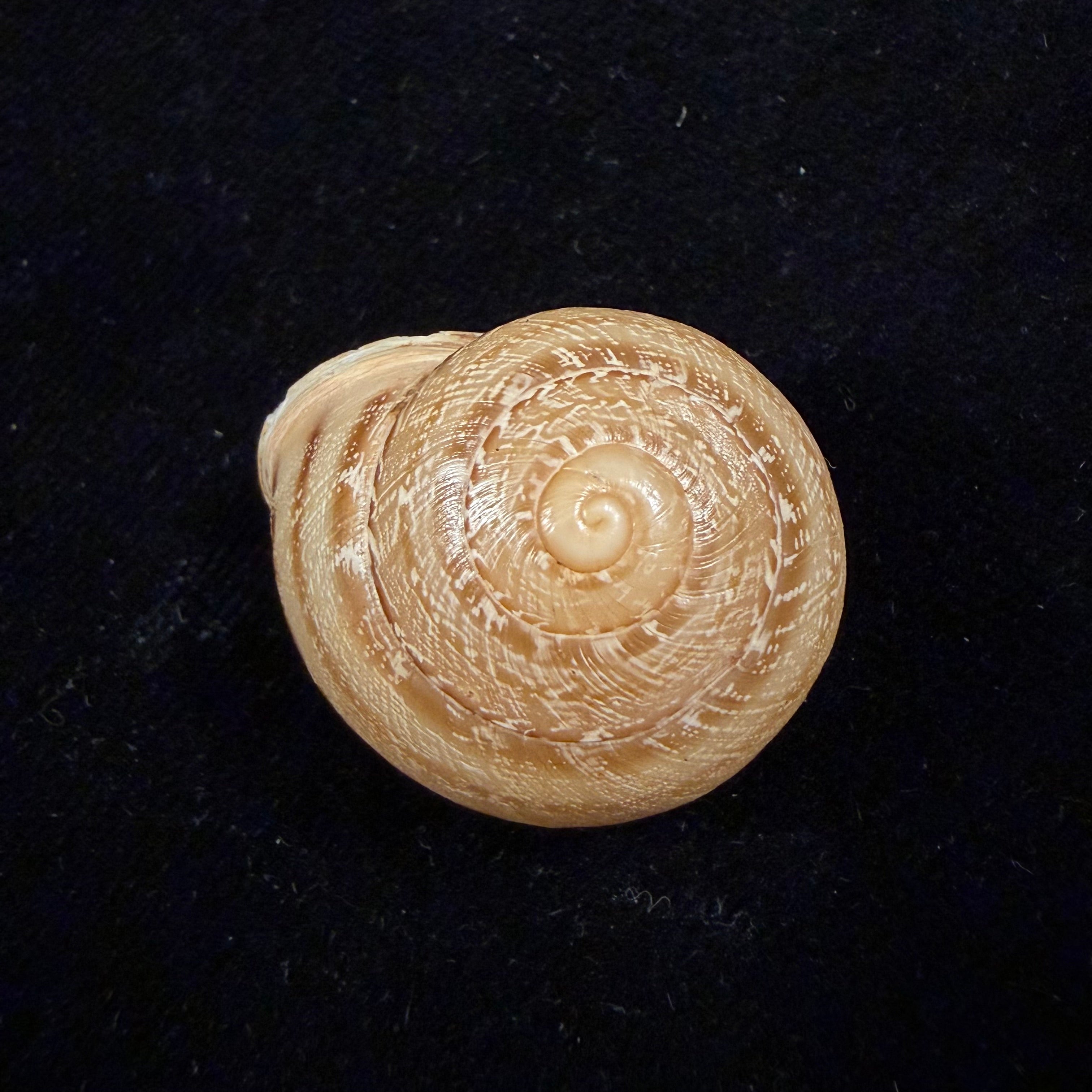 Loxana anatisana Pallary, 1928 - 29mm