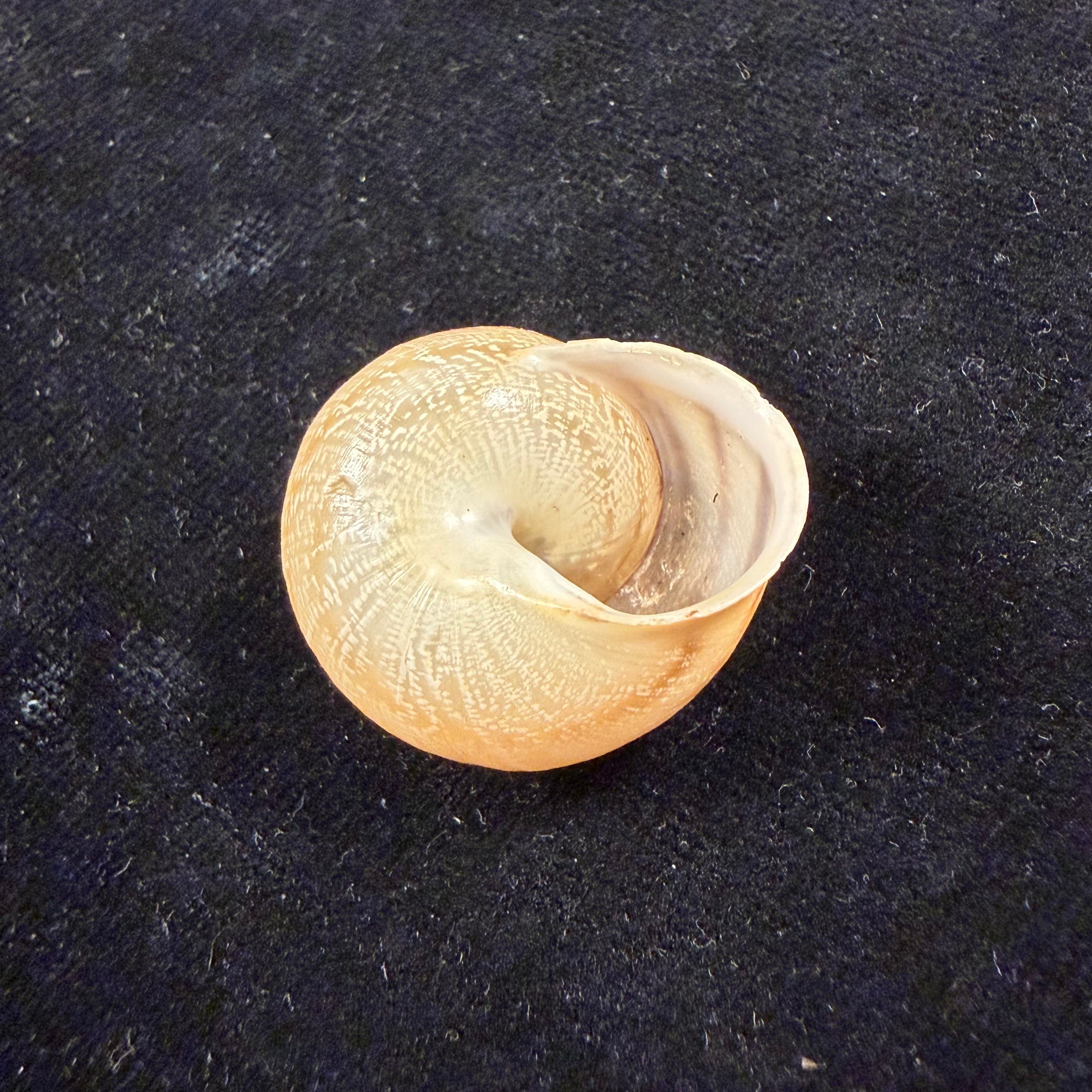 Loxana anatisana Pallary, 1928 - 29mm