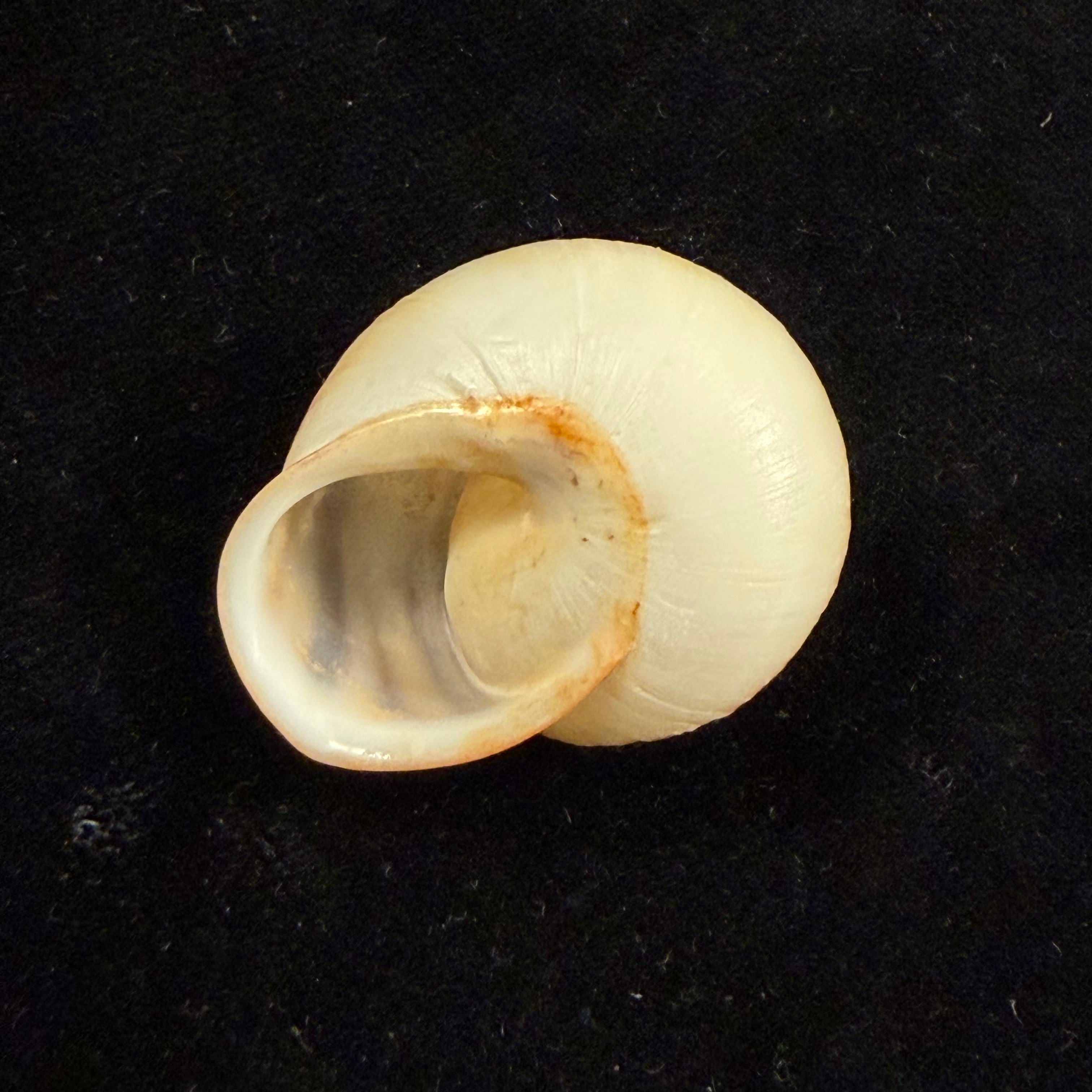 Loxana pedroi T. Cossignani & J. Ahuir, 2013 - 30,8mm