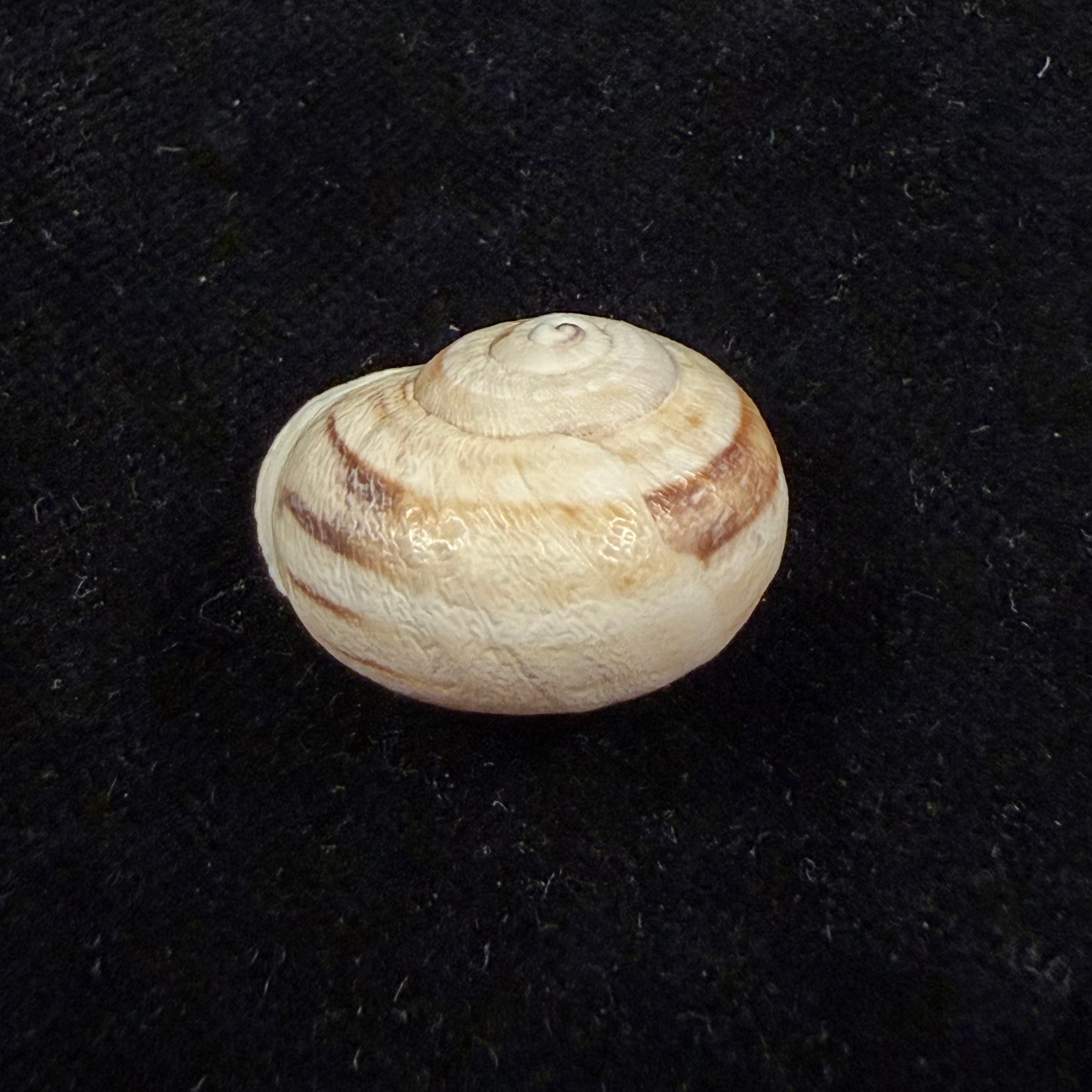 Eremina smaraensis J. Ahuir, 2015 - 24,2mm